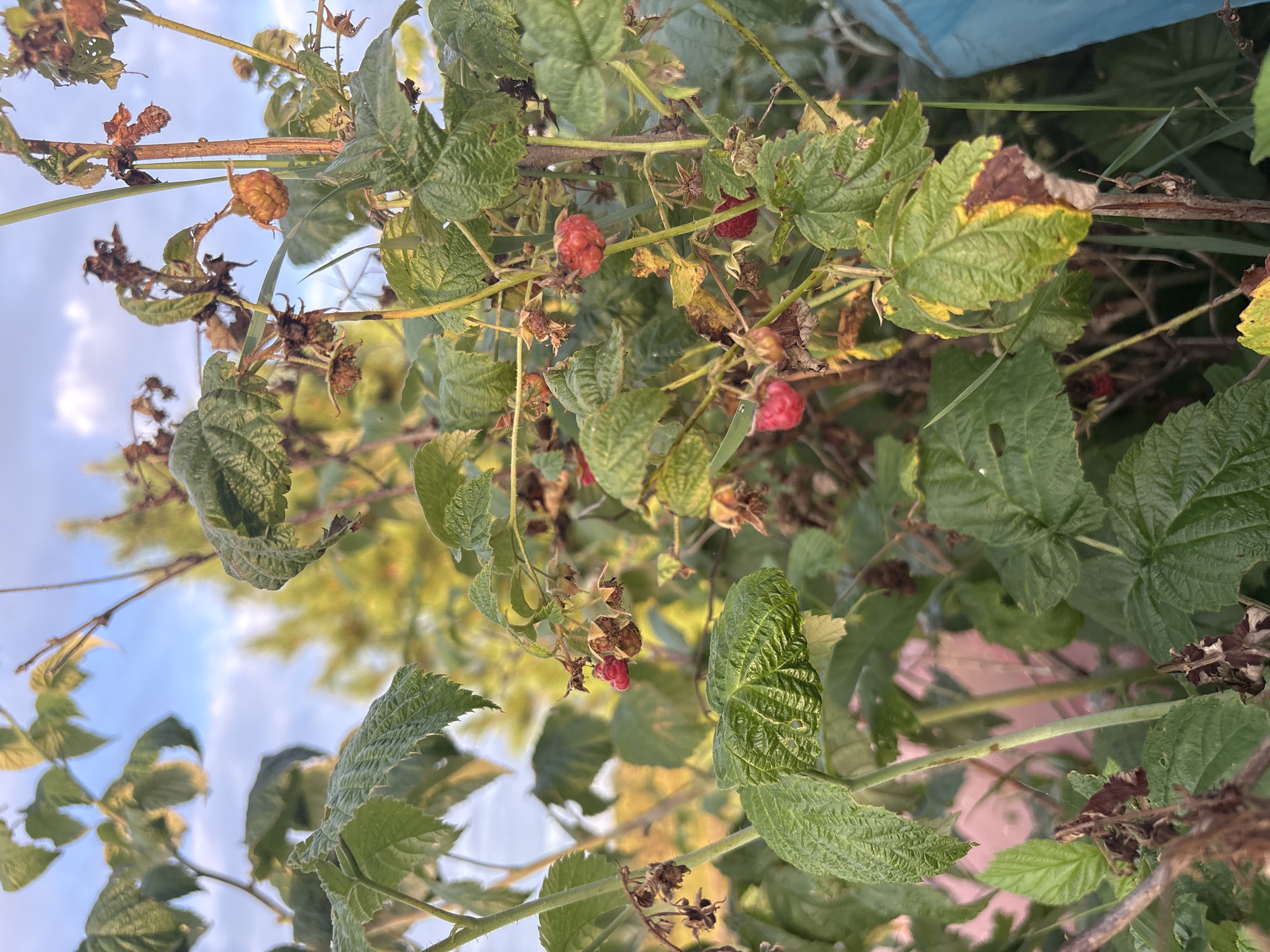 This is a close-up, eye-level, vertical shot of a raspberry bush in an outdoor setting, likely in Большелуг, Russia, given the context. The foreground is dominated by lush green raspberry leaves, some of which show signs of yellowing or browning at the edges, suggesting the end of the growing season. Several raspberries are visible: a few are bright red and ripe, while others are shriveled or dried remnants of past fruit. The berries are clustered on thin, brown stems amidst the foliage.
In the background, out-of-focus elements suggest a natural environment. The sky is visible at the top, with soft clouds and a pale blue hue, indicating daylight. Some greenery and trees are blurred in the mid-ground, and a pinkish structure is partially visible to the left, potentially a fence or building. A corner of a bright blue object, possibly a tarp or plastic covering, is visible on the right side of the frame. The lighting suggests it is either early morning or late afternoon, with soft sunlight illuminating the scene and casting a warm glow on the leaves and berries. There are no people or animals present.
