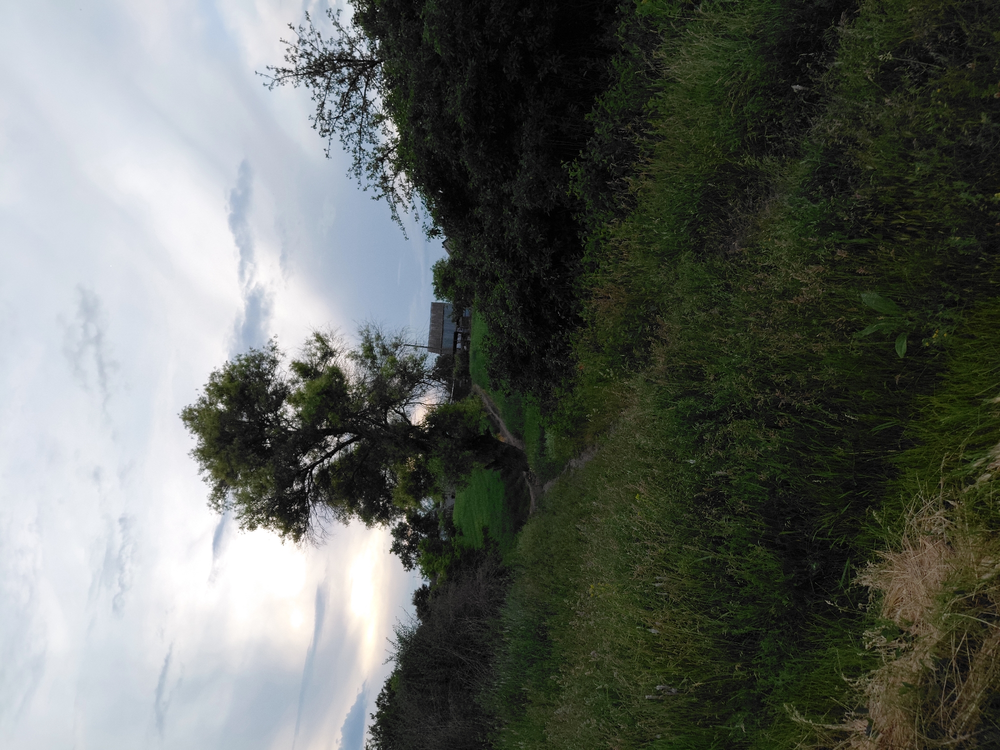 The image captures an outdoor scene featuring dense vegetation and a cloudy sky, located in Unknown, Unknown. The foreground and midground are covered extensively by tall, green grass and various shrubs, with some lighter, dried grass visible in the bottom left corner. A narrow dirt path, likely a foot trail, winds through the green landscape, descending slightly before ascending into the distance.
A large, mature tree with a full canopy of dark green leaves stands on the right side of the image, while another tree is partially visible on the far left. The upper portion of the frame is dominated by a cloudy sky, composed of grey and white clouds. The sun is visible through a break in the clouds on the left, emitting a bright glow and subtle light rays. In the distant background, a rustic building with a metallic roof is discernible amidst the trees and rising terrain. No people or prominent animals are visible. The lighting suggests late afternoon or early evening.