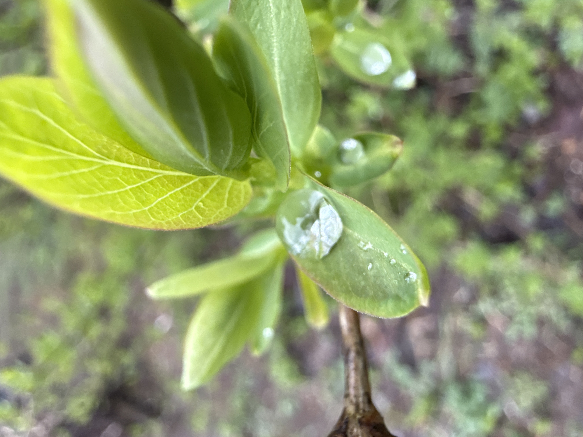The image depicts a close-up shot of green leaves with water droplets on them. The leaves appear to be young and vibrant, with detailed vein patterns visible. One prominent droplet is positioned on a leaf, reflecting the surrounding environment in a distorted miniature view. The background is blurred, suggesting a natural setting with other greenery. The picture could be from the city of Dmitrov, Russia, but no indicators in the image specify location or city. The stem is visible at the bottom edge. No people are present in the image.