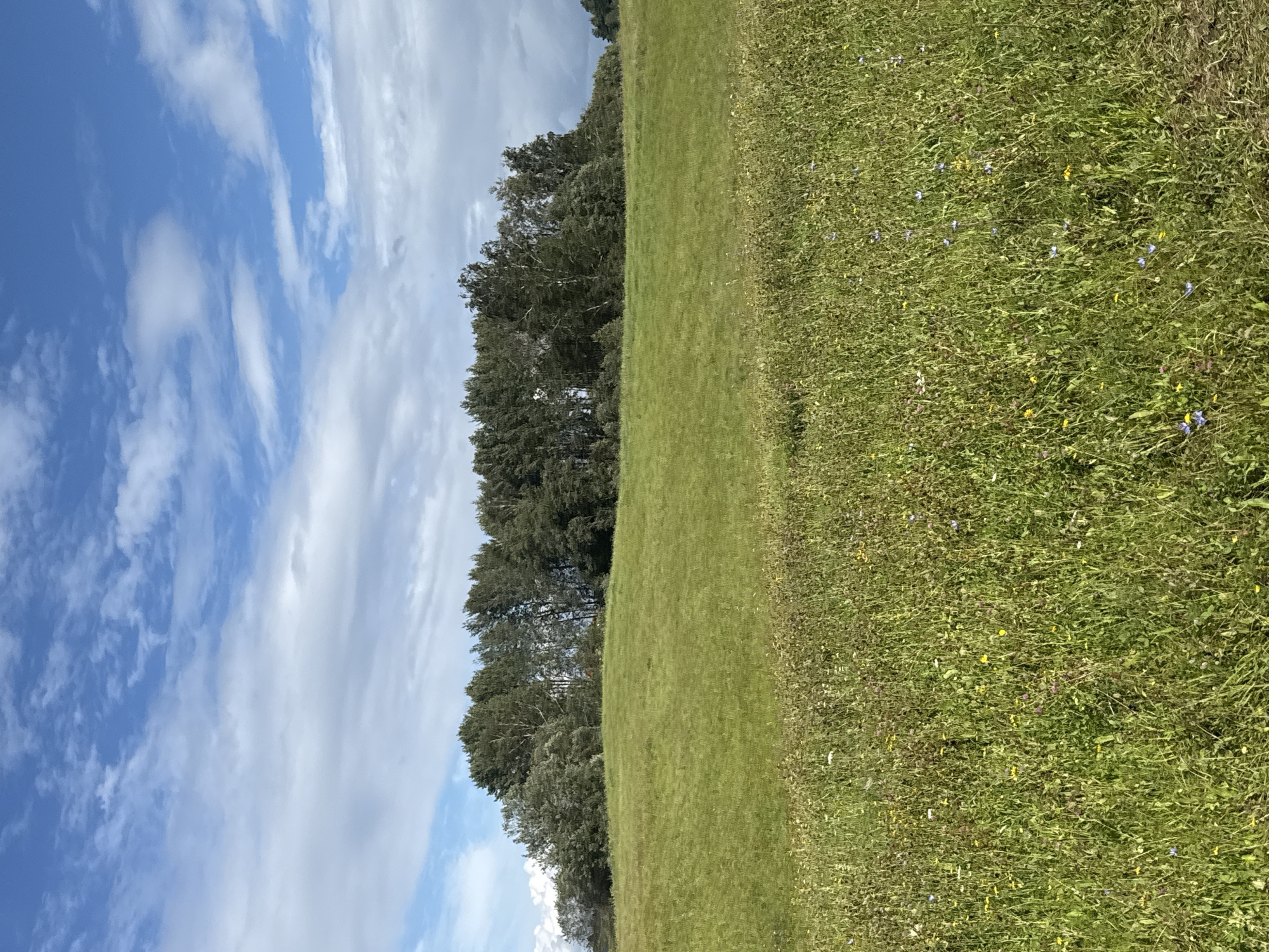 This is an outdoor, vertical, eye-level shot of a rolling green meadow in Galinė, Lithuania. In the foreground, a field of wildflowers and tall grass dominates the frame. Beyond the foreground, a gentle slope of shorter, uniform green grass leads to a line of trees in the background. Above the trees, a bright blue sky is dotted with fluffy white clouds and some darker, more dramatic clouds. The scene appears peaceful and natural.