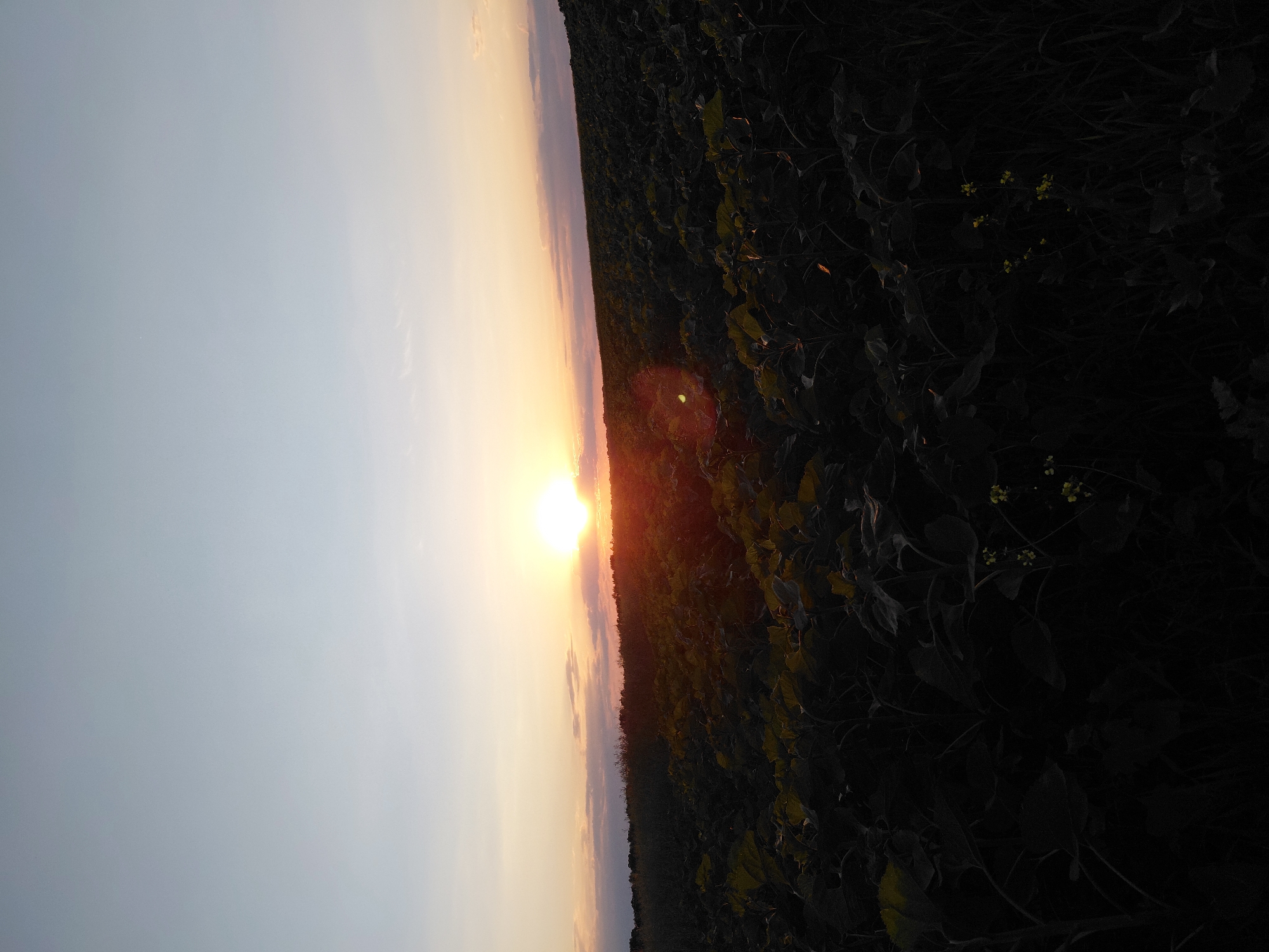 This is a photograph of a sunset over a field of crops, likely sunflowers given the large leaves visible, located in Ustyvytsia, Ukraine. The sun is low on the horizon, casting a warm orange glow across the sky and illuminating the tops of the plants in the foreground. The sky is a gradient of pale blue at the top, transitioning to yellow and orange near the horizon. There are a few scattered clouds. The field extends into the distance, with the plants becoming darker and less distinct as they recede from view due to the fading light. The overall impression is one of a peaceful, rural evening scene.