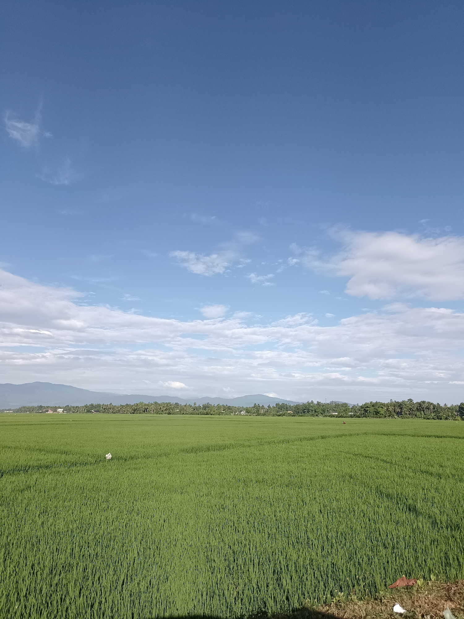 In the city of Blang Lilue, Indonesia, a vast expanse of vibrant green rice paddies stretches towards a distant treeline and mountains under a bright blue sky dotted with fluffy white clouds. The sun casts a gentle light over the scene, highlighting the uniform texture of the rice stalks. In the middle ground of the paddy, a solitary scarecrow stands guard, a small, white figure amidst the lush greenery. Further in the distance, a lone individual is visible, seemingly engaged in work within the fields. The image captures a tranquil rural landscape, typical of the agricultural beauty found in Blang Lilue.