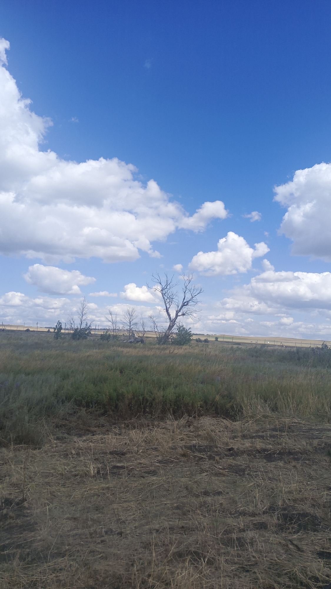 A wide-angle, vertical outdoor shot shows a dry, grassy field under a bright blue sky dotted with puffy white clouds. In the middle ground, a lone, leafless dead tree stands prominently, its branches stark against the sky, with several smaller, similar trees to its left. A faint fence line is visible in the distance, stretching across the horizon. The foreground is dominated by dry, matted grasses and straw. The scene is devoid of human presence or activity, portraying a natural, somewhat desolate landscape. The image is not specific to the city of Карякино, Russia, as there are no identifiable landmarks or features that would indicate this location.
