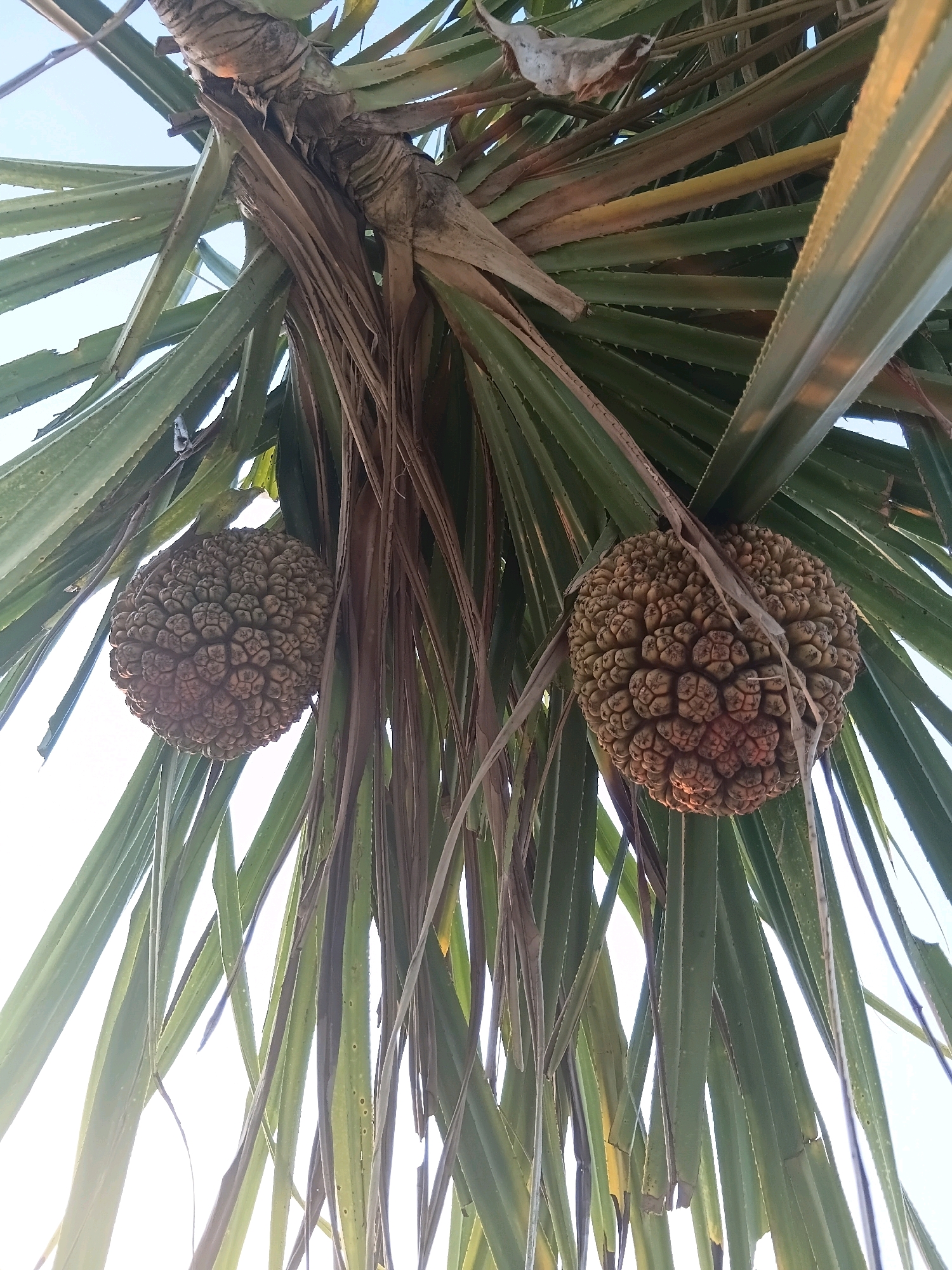 An outdoor, low-angle shot focuses on two large, round, brown fruits hanging from a pandanus tree. The fruits are segmented, with each segment appearing to be a smaller, knob-like protrusion. They are positioned amidst the tree's long, spiky green leaves, some of which are tinged with yellow or brown. The background is a bright, hazy sky, suggesting daylight. The scene appears to be in a natural outdoor environment, possibly a garden or park, given the presence of the pandanus tree, which is common in tropical and subtropical regions like Cikal, Indonesia. There are no people or animals visible in the image.