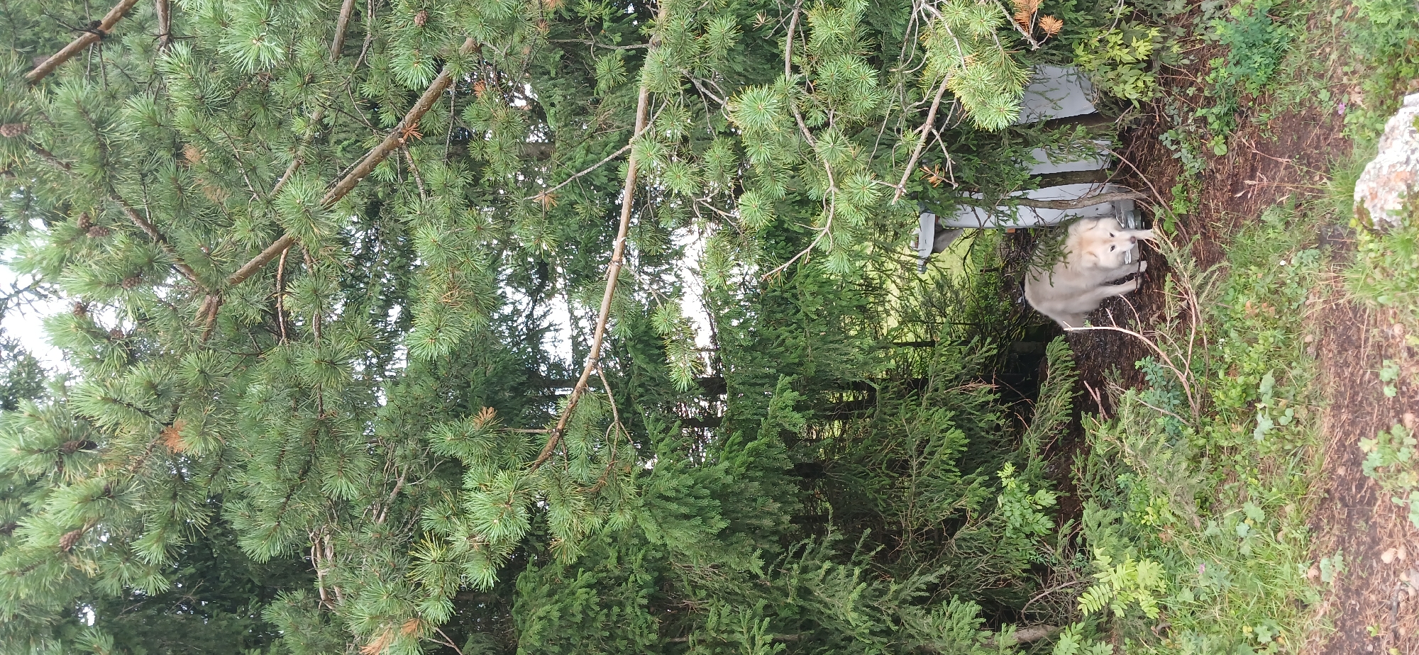 The image depicts a light-colored dog with thick fur walking in a wooded area. The dog is positioned on the right side of the frame, partially obscured by trees and foliage. It appears to be walking towards the viewer, with its head lowered slightly. The environment is dense with pine and fir trees, creating a natural, outdoor setting. There is a white object, possibly a structure or equipment, visible behind the dog on the right. The ground is covered with pine needles, leaves, and some green vegetation. The lighting suggests an overcast day. This scene is consistent with various natural areas surrounding Zlatoust, Russia, which is known for its extensive forests and mountainous terrain.