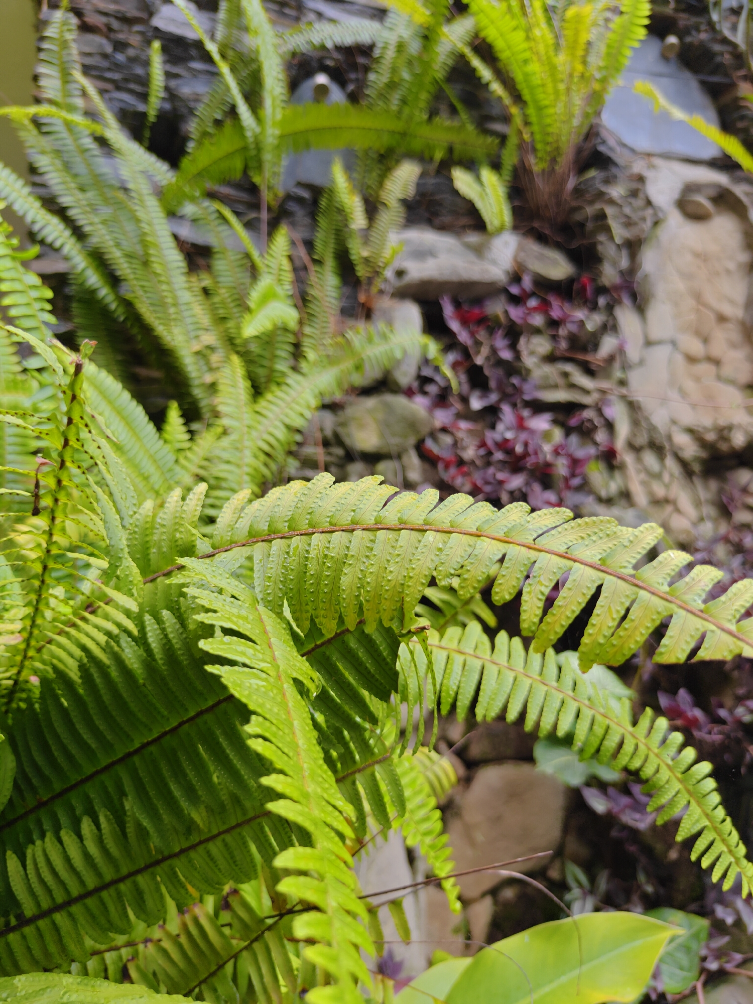 The image depicts a close-up view of lush green ferns growing in a textured environment. The ferns, a dominant subject, are vibrant and appear healthy, with detailed fronds showing small, textured bumps along their edges. The foreground is dominated by a large, detailed fern frond, angled to the right, with other fern foliage filling the left and background. Behind the ferns, a rocky wall is visible, with patches of darker foliage, possibly ornamental plants with reddish-purple leaves, interspersed among the stones. The overall impression is one of a natural, overgrown setting, possibly a garden or a sheltered area where ferns thrive. The lighting suggests it might be outdoors, with sunlight filtering through the leaves, creating subtle highlights and shadows. The scene is devoid of any people or animals, focusing solely on the botanical elements and the textured backdrop. The location is identified as Pokhara, Nepal, suggesting this scene is part of the city's natural or cultivated green spaces.