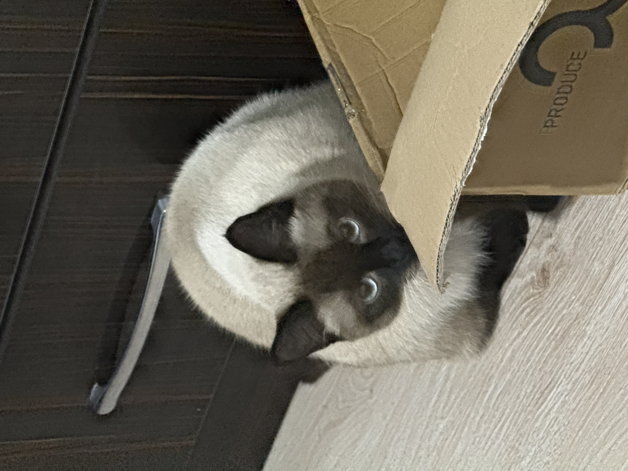 A Siamese cat with blue eyes is peeking out from behind a cardboard box. The cat is mostly light-colored with dark brown points on its face, ears, and paws. It is sitting on a light-colored wooden floor, and behind it is a dark wood cabinet with a silver handle. The cardboard box is open and positioned in the foreground, obscuring part of the cat's body. The word "PRODUCE" is visible in faint black lettering on the side of the box. The scene appears to be indoors, likely in a residential setting in Vostok, Kyrgyzstan.