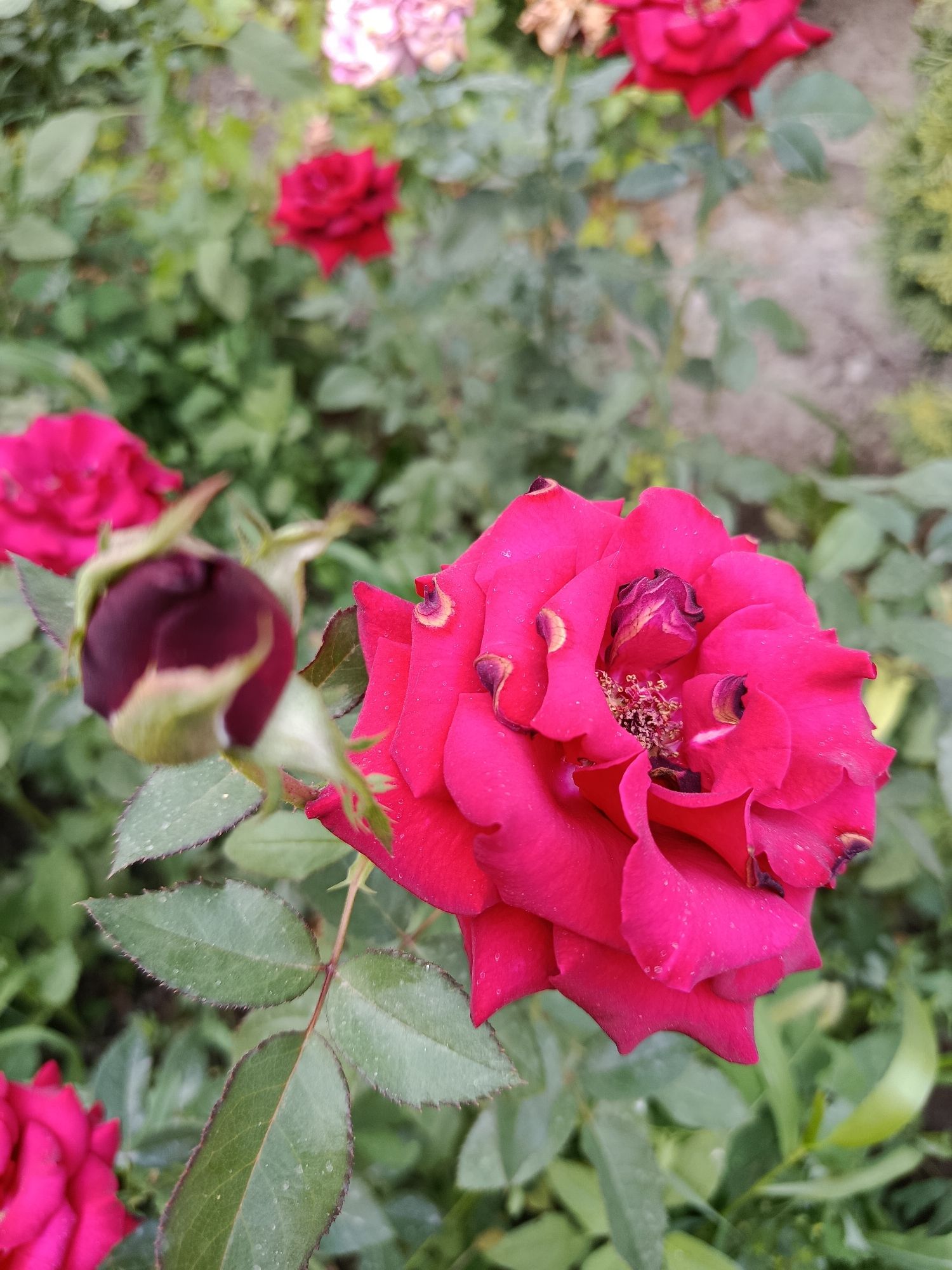 A close-up, slightly angled, outdoor shot captures a vibrant fuchsia-colored rose in the foreground, its petals showing signs of wilting and some water droplets. To the left of this prominent rose, a dark red rosebud, still closed, is visible, with green sepals peeking out. In the background, other roses, some in focus and some blurred, add depth to the scene. The surrounding environment consists of lush green foliage and a sandy or gravelly path. The image appears to have been taken in a garden or park setting. The location of Қарасу, Kazakhstan is not visually discernible from the image itself.