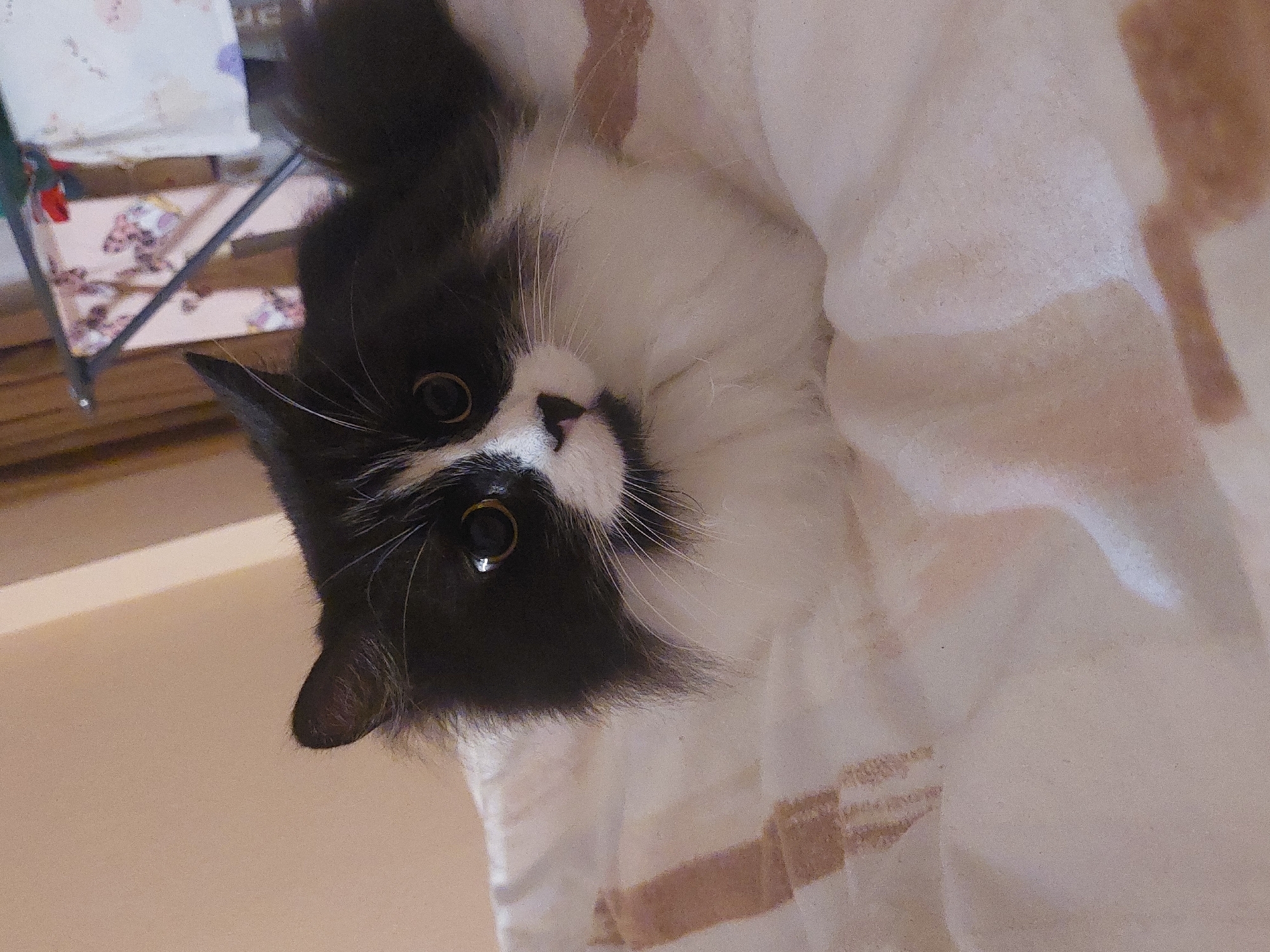 A black and white cat is lying on a white blanket with tan stripes. The cat's head is tilted upside down. The background is blurry, showing a piece of furniture. It's impossible to determine the specific location in Plovdiv, Bulgaria, from this image alone.