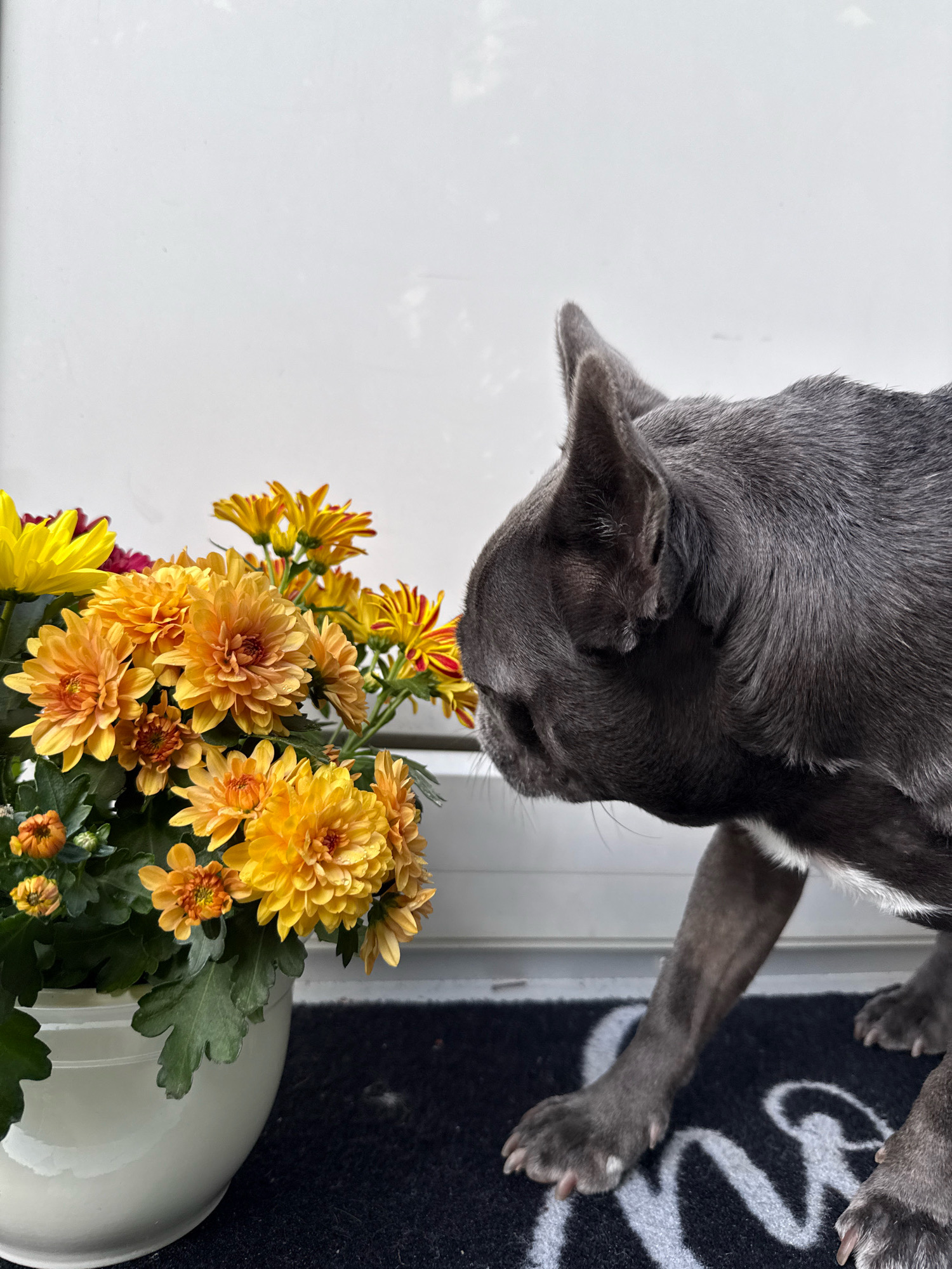 A French Bulldog, with dark gray fur and white markings, is positioned to the right of a pot of vibrant yellow and orange chrysanthemums. The dog's head is turned to the left, sniffing the flowers. The pot of flowers sits on a dark mat, possibly a doormat with a white design. The background is a plain white surface, likely a wall or door, suggesting an indoor or sheltered outdoor location. The scene is captured from a medium shot, focusing on the interaction between the dog and the flowers.