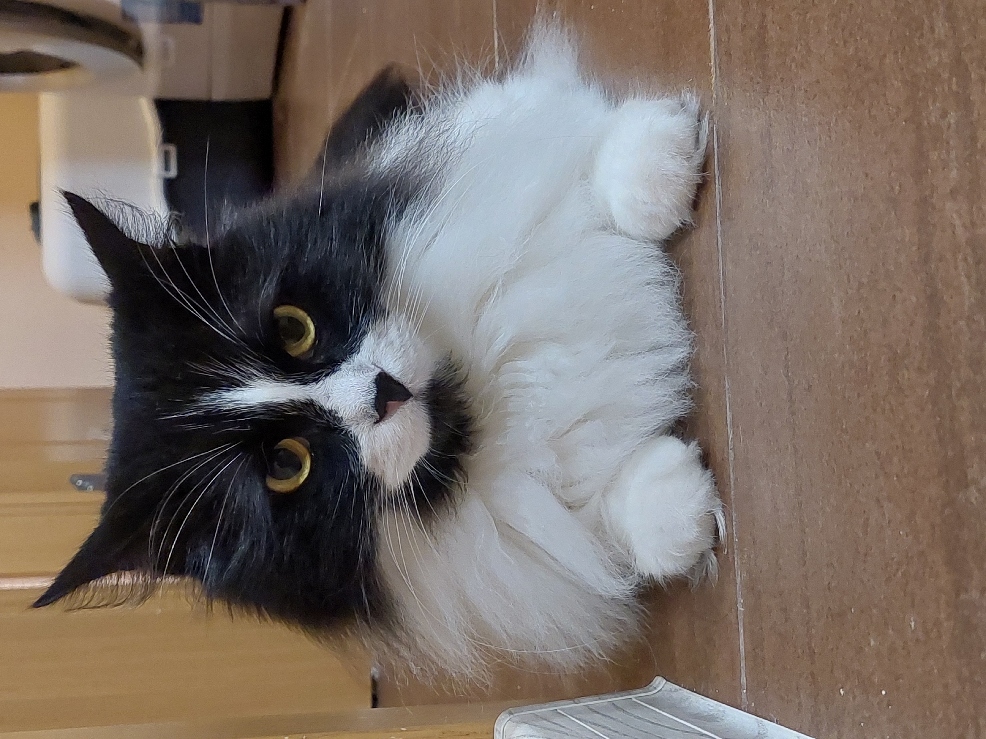 A black and white long-haired cat is positioned centrally, lying on a tiled floor and looking directly forward. The cat displays a tuxedo pattern, with black fur covering its head, ears, back, and upper sides, while white fur extends across its chest, belly, and paws. A distinct white stripe runs down its snout, contrasting with the black fur on either side of its face. Its eyes are amber-yellow with vertically elliptical black pupils. The nose is small and pink, appearing somewhat heart-shaped. Numerous long, white whiskers extend from its muzzle. The ears are erect and pointed. The cat's front paws are tucked under its body, which is relaxed and low to the ground.
The floor is composed of rectangular tiles in a light brown or terracotta hue, with visible grout lines. In the background, out of focus, a light brown wooden door or doorframe is visible on the left. On the right, a blurry, light-colored, possibly white or grey, plastic pet carrier or storage container is discernible, behind which are further indistinct objects, including what appears to be a large appliance on the far right. The scene is indoors, lacking identifiable markers for a specific geographical location such as Plovdiv, Bulgaria. The lighting is ambient and appears uniform.