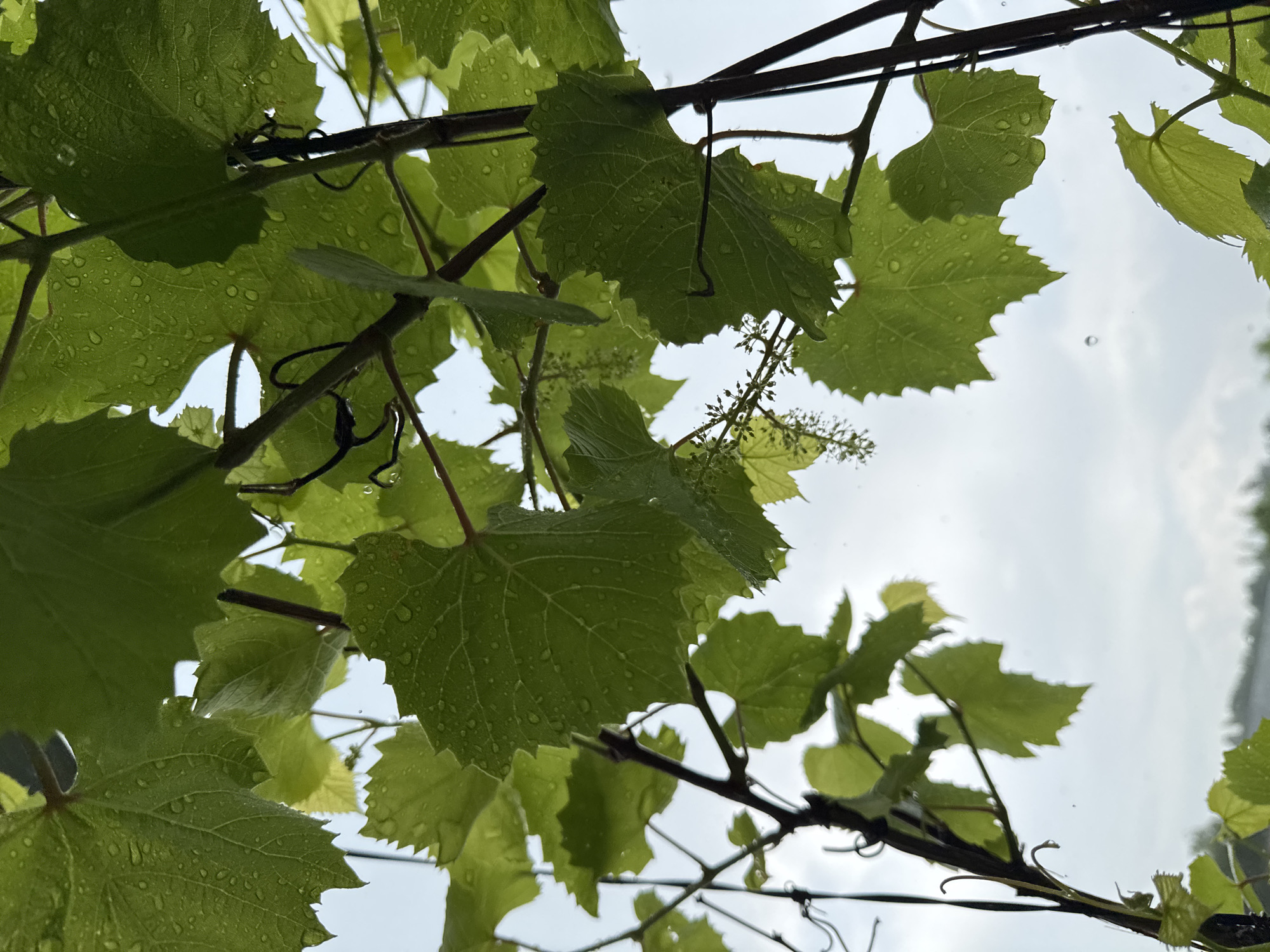 The image depicts a close-up view of wet grape leaves against a cloudy sky. The leaves are a vibrant green, with visible water droplets adhering to their surfaces, suggesting recent rainfall. The light filtering through the canopy suggests an overcast day. The background is blurred, showing a soft focus of the sky with some indistinct white clouds. In the distance, a faint line of what appears to be rooftops can be seen, indicating a settled area, possibly residential. The overall impression is one of lush, natural growth under a diffused light. The image captures a segment of nature within a likely suburban or rural setting, given the presence of grapevines. There are no people or animals present in the frame.