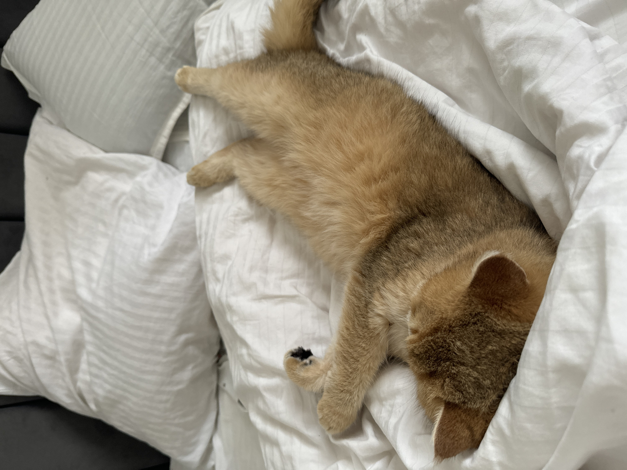 A golden-brown cat is peacefully asleep, curled up on a white bed with a fluffy white duvet and pillow, in what appears to be an indoor bedroom setting. The cat is stretched out on its side, mostly covered by the white duvet, with its head tucked partially under the covers or against the bedding. Its ears and a portion of its face are visible. The fur is a rich, warm golden-brown color, with some darker shading. One of its hind paws has a distinct black spot, contrasting with its lighter fur.
The bedding consists of a white duvet and a large white pillow, both showing subtle striped patterns in their texture, suggesting a comfortable, soft material. The duvet is slightly rumpled around the cat, indicating it is nestled in. To the left of the bed, a dark, possibly black, surface is visible, which could be part of a headboard, a bedside table, or another piece of furniture. The overall impression is one of calm and comfort. There is no visible text in the image. The scene is set in Odintsovo, Russia.