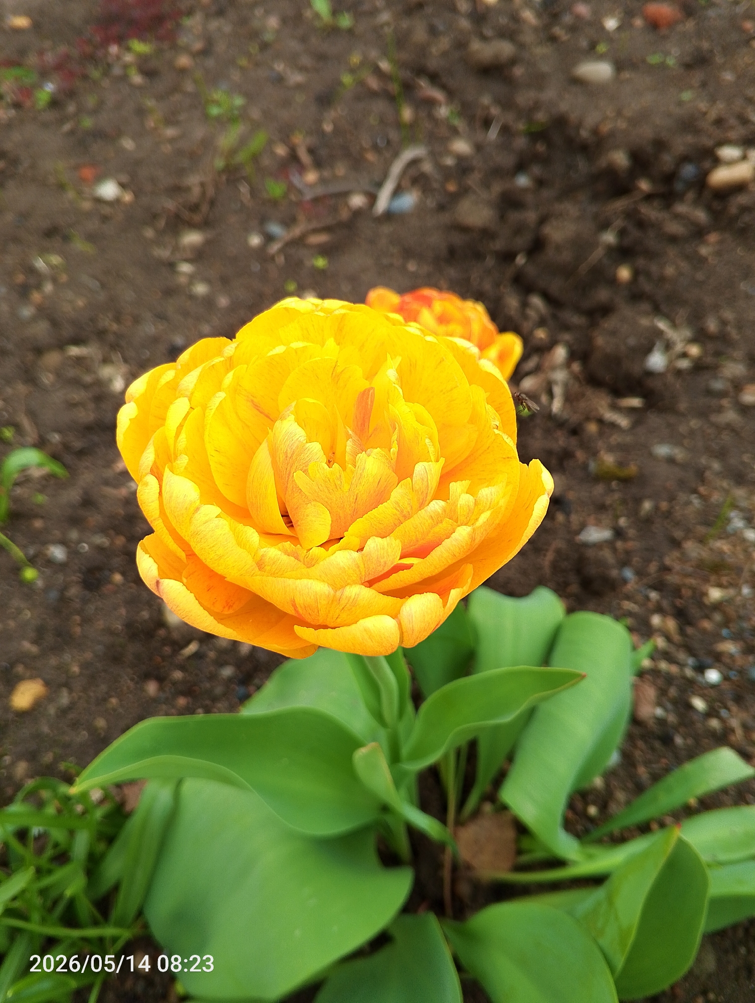 A close-up shot of a vibrant yellow flower with layered petals, possibly a tulip, growing in a garden setting. The flower is the central focus, with lush green leaves surrounding its base. The background consists of dark, rich soil with small pebbles and plant debris scattered around. An insect, possibly a fly, is visible near the flower.
The timestamp "2026/05/14 08:23" is visible at the bottom left corner of the image. No people are visible. The location is not discernable from the image alone.