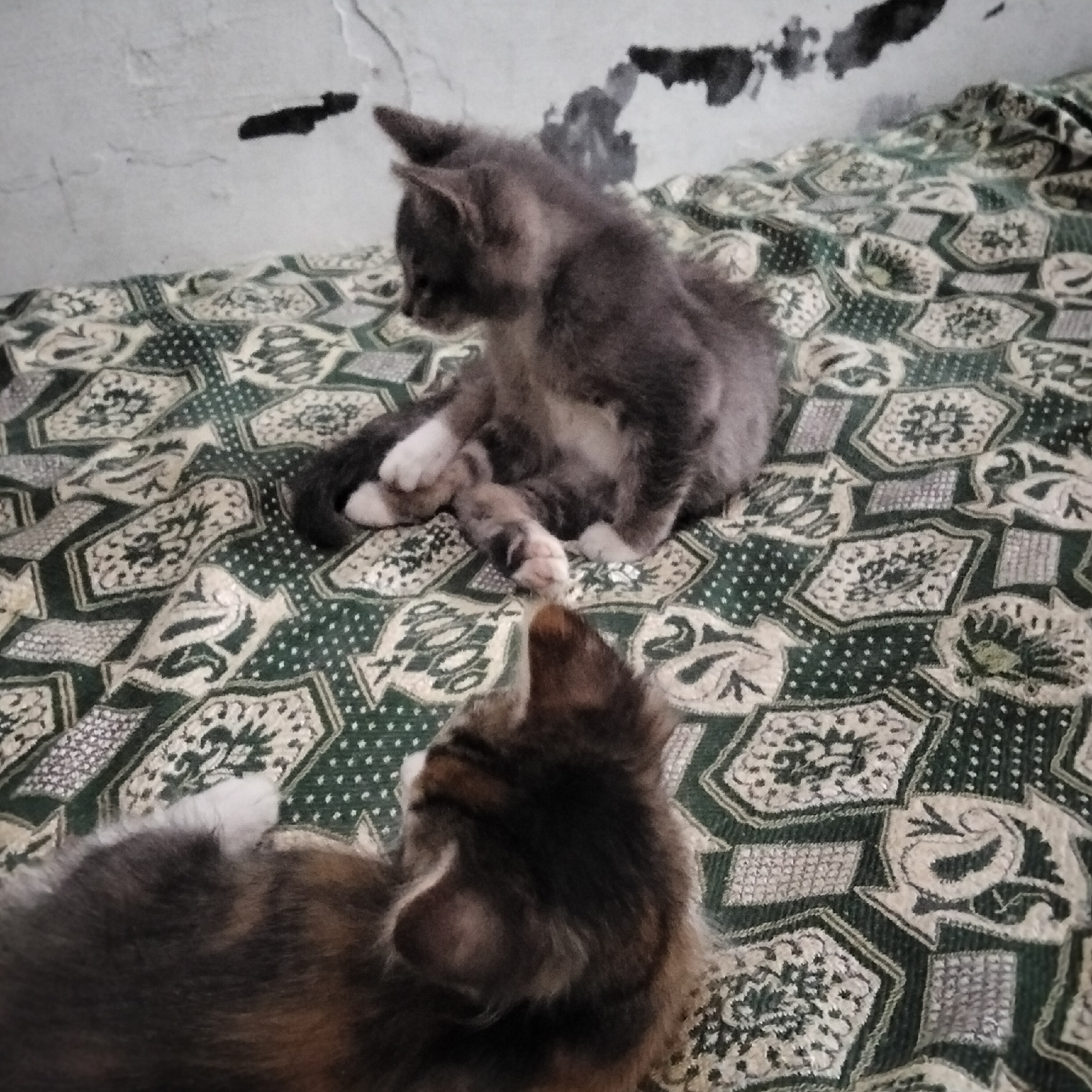 Two kittens are visible on a patterned blanket with green and white designs. One kitten, predominantly gray, is sitting up and looking down, with its front paws together. The second kitten, with brown and gray fur, is lying on its back, with its head and body partially obscuring the blanket. The background shows a textured wall with dark smudges. This scene is located in Cisaat, Indonesia.