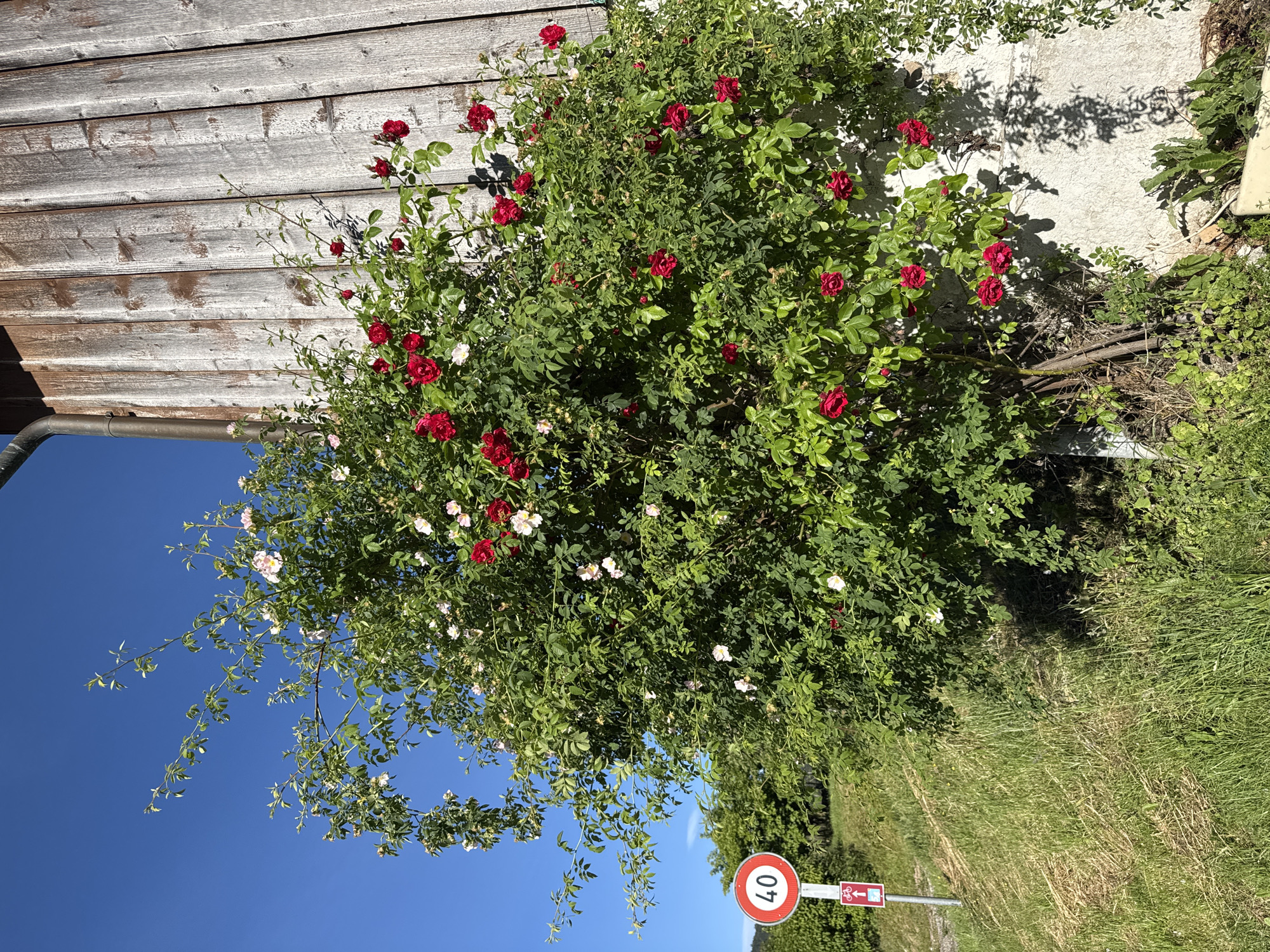 In Petit-Val, Switzerland, a vibrant rose bush with numerous red and white blooms grows against a weathered wooden building. The building's vertical planks are aged and have a rustic appearance, with a downspout running vertically along its side. A clear blue sky dominates the upper portion of the image. To the left of the rose bush, a traffic sign with a red circle and the number '40' is visible, indicating a speed limit. Below this, a rectangular sign with a bicycle icon and an arrow pointing upwards is also present. The ground around the rose bush is covered in green grass and some drier, brown vegetation, suggesting a natural, unmanicured setting. The scene captures a bright, sunny day, with shadows cast by the rose bush and building on the ground and wall respectively.