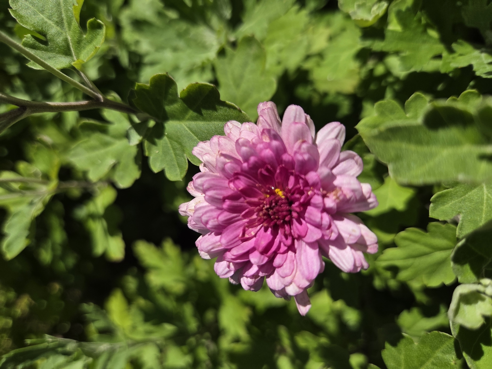 A close-up, top-down view showcases a vibrant pink chrysanthemum bloom, its petals layered in varying shades of pink and white, with a bright yellow center. The flower is positioned centrally, slightly to the left, against a backdrop of lush, green foliage. The leaves are detailed and appear slightly textured, with subtle shadows cast by sunlight filtering through. The image appears to be taken outdoors, likely in a garden or park setting. There are no people or animals present, and no specific actions are depicted. The environment is natural and botanical. The metadata does not provide location information for Ulyanovsk, Russia.
