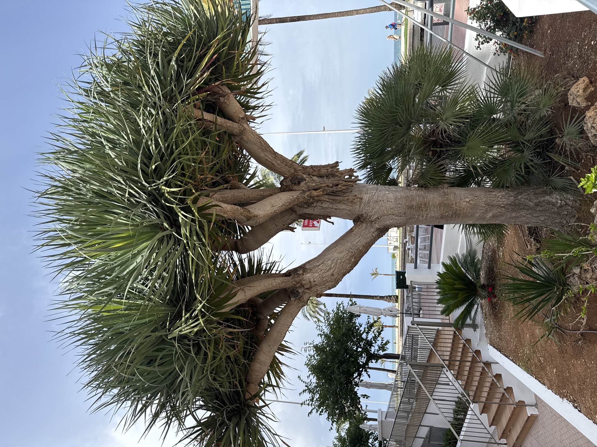 The image captures a close-up view of a mature dragon tree (Dracaena draco) in the foreground, its thick, gnarled trunk and expansive canopy of long, spiky leaves dominating the frame. Behind the dragon tree, a set of terracotta-tiled stairs with a brushed metal railing ascends a white-painted embankment, suggesting a coastal or elevated walkway. Further in the background, palm trees and other green foliage are visible, hinting at a Mediterranean climate. Beyond the vegetation, a body of water, likely the sea, stretches to the horizon under a pale blue sky with scattered clouds. Two individuals, a person wearing a blue top and a person in a light-colored hat and dress, are visible walking near the water's edge, while a few others are seated at outdoor tables in the distance. A red and white sign with text that is partially legible is attached to a pole behind the dragon tree. The scene is consistent with a public space or promenade in Gandia, Spain, likely near a beach or waterfront area, given the presence of the sea, beach umbrellas, and outdoor seating.