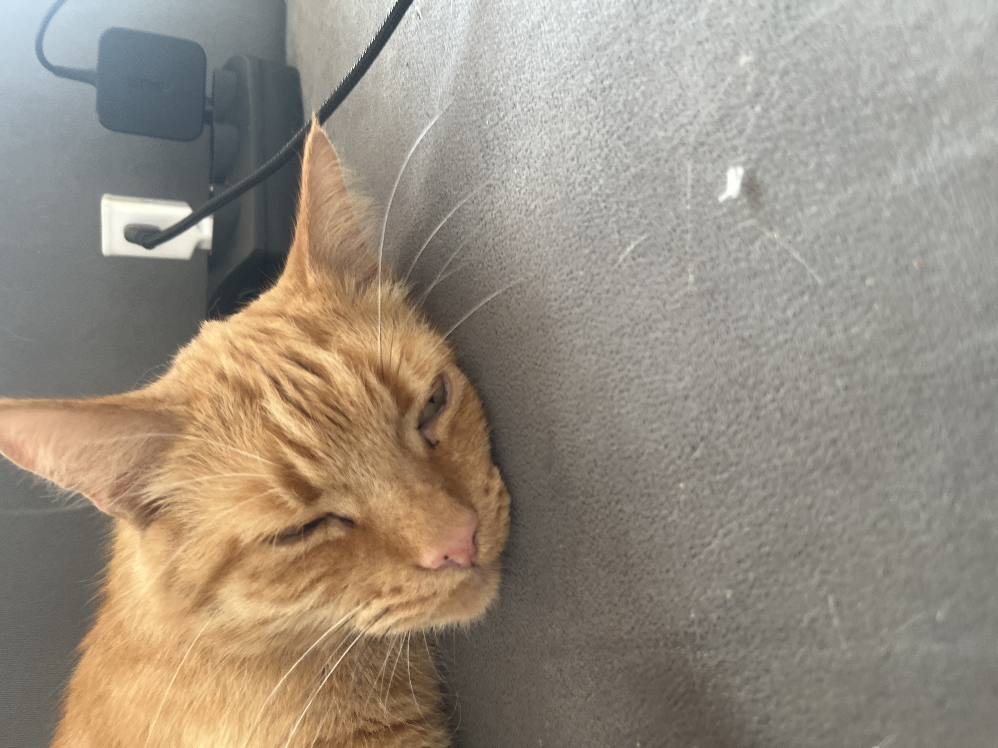 An orange tabby cat is resting on a gray sofa. The cat's eyes are partially closed, and its head is turned to the left. In the background, a black power strip is plugged into a white outlet. A black charging cable is connected to the power strip and runs out of the frame. There are a few small white specks on the sofa in the foreground. The image appears to be taken indoors, with no specific location in Zabrze, Poland, identifiable.