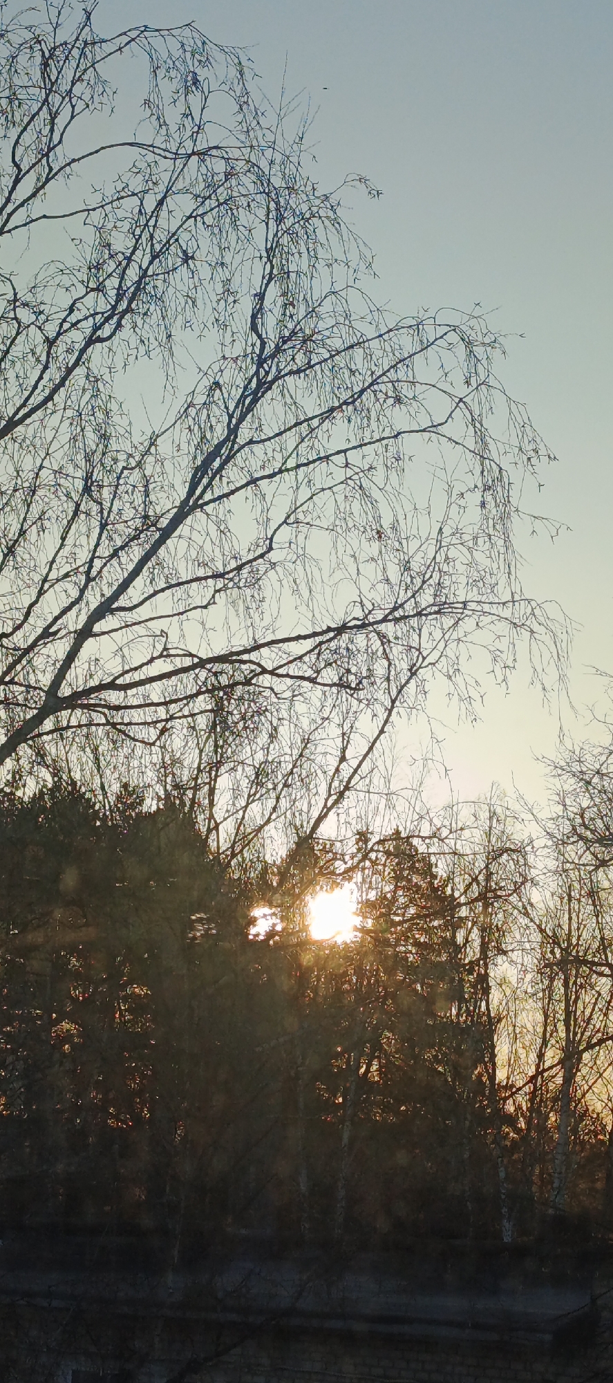 The image captures a winter or early spring scene near Chaikovsky, Russia. The foreground features a dense line of trees with bare branches, silhouetted against the bright, low sun which is partially obscured by the foliage, creating a strong glare. Above the trees, a sky with a gradient from light blue to light orange can be seen. The tree in the upper left is a birch tree. The general impression is of a cold, bright day, with a sense of the sun's warmth beginning to return to the landscape after winter.