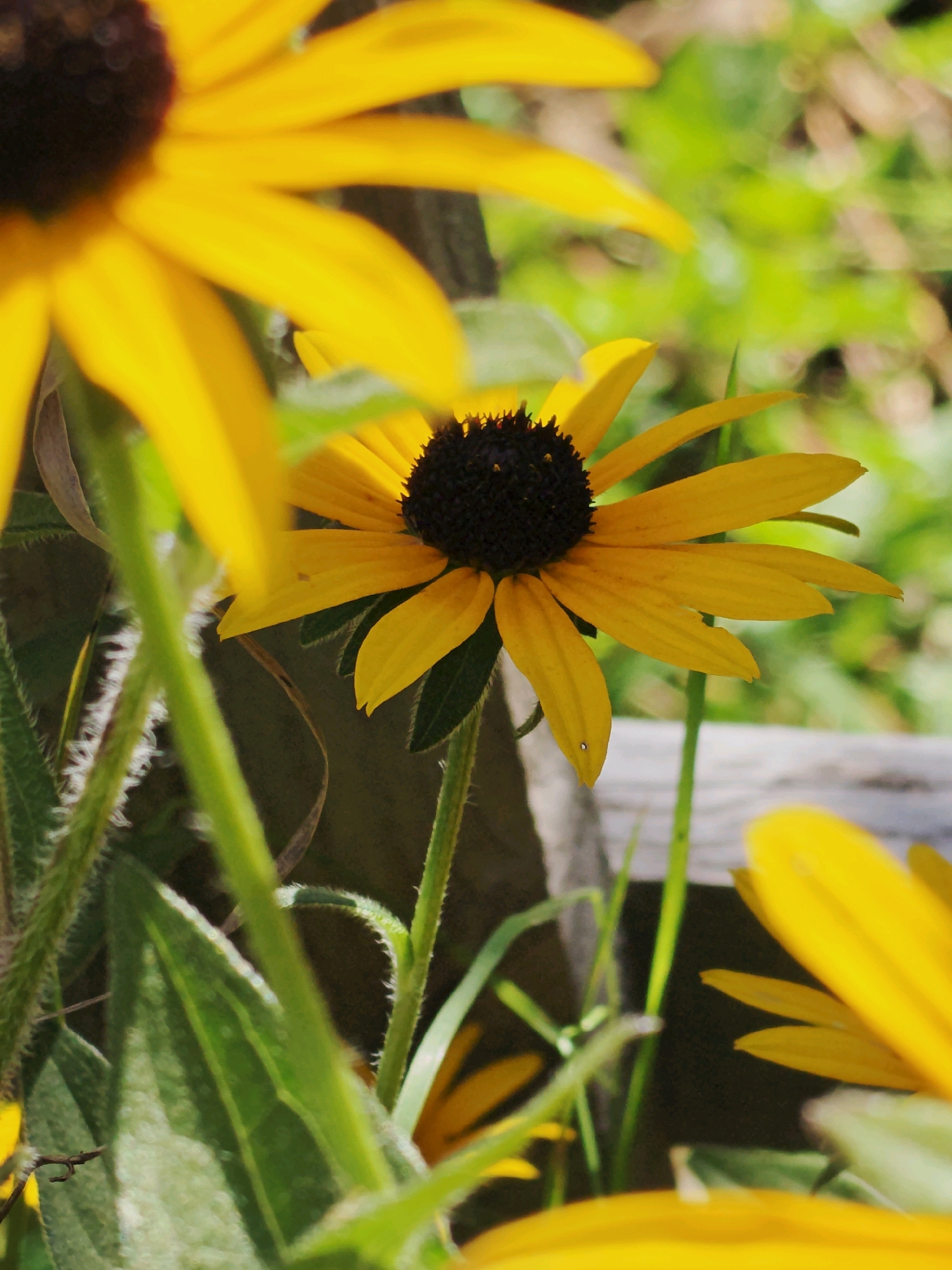 A close-up, vertical shot focuses on a bright yellow daisy with a dark brown center, its petals fanning out. Another daisy, partially visible and out of focus, sits to the right and bottom of the frame. The foreground is dominated by the flowers and their green stems, some of which are covered in fine white hairs. The background consists of softly blurred green foliage and a wooden fence, suggesting an outdoor setting. The lighting suggests it is daytime.