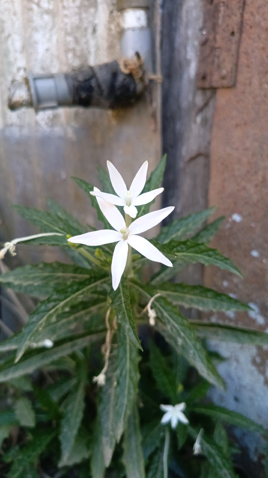 A close-up, vertical shot captures a plant with two delicate white star-shaped flowers in sharp focus. The flowers are positioned centrally, with one slightly above the other, and are surrounded by dark green, serrated leaves. The background is blurred, showing a rough, weathered wall and a grey pipe with some brown string wrapped around it. The overall scene suggests an outdoor urban environment, possibly a neglected corner of Kebumen, Indonesia.