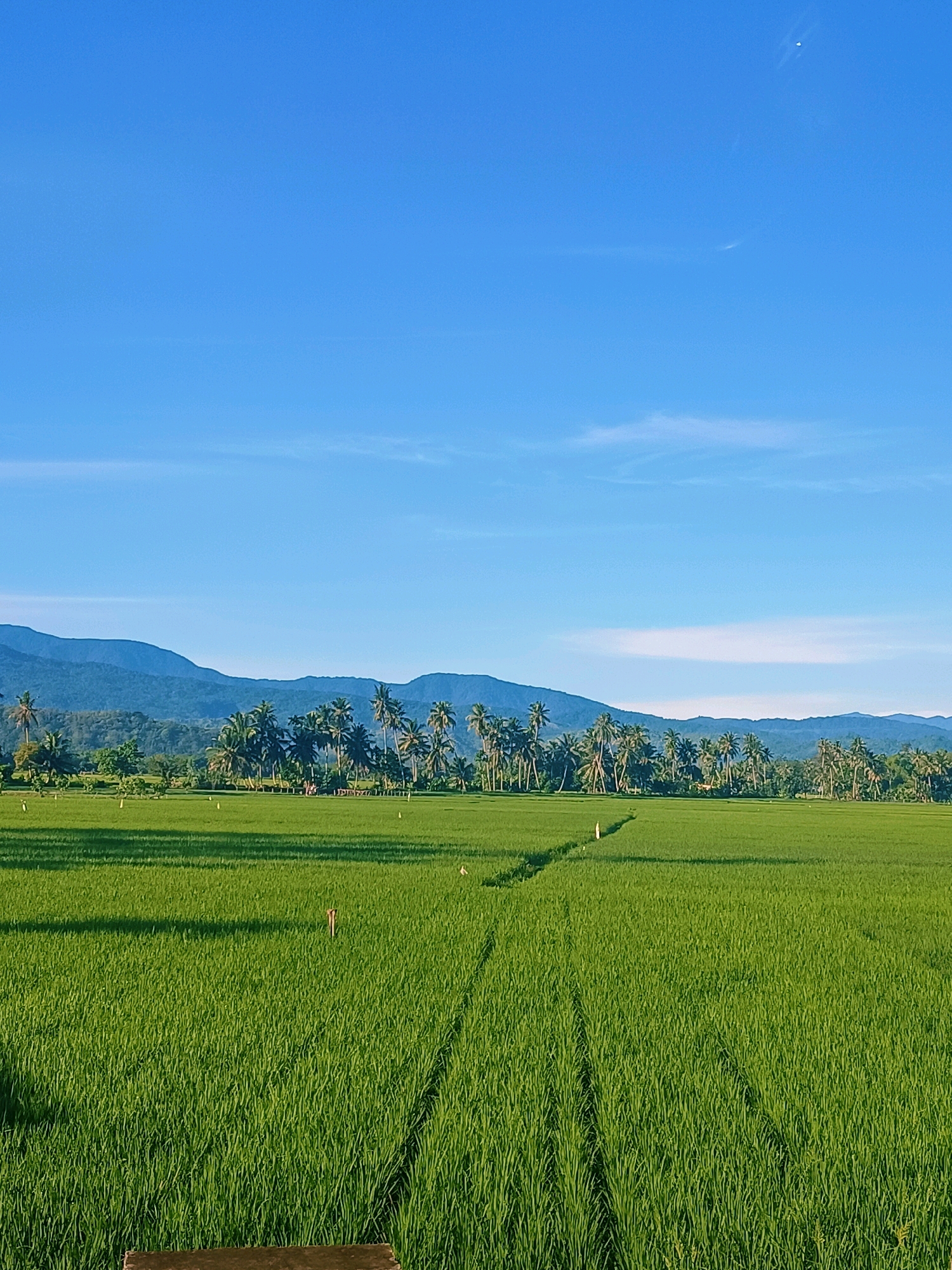 The image depicts a serene landscape of lush green rice fields under a clear blue sky. In the background, a range of majestic mountains forms a scenic backdrop, dotted with numerous palm trees that suggest a tropical or subtropical environment. The rice paddies are neatly cultivated, with distinct rows and pathways indicating agricultural activity. The overall impression is one of natural beauty and tranquility, typical of rural landscapes in regions like Pulo Dayah, Indonesia.