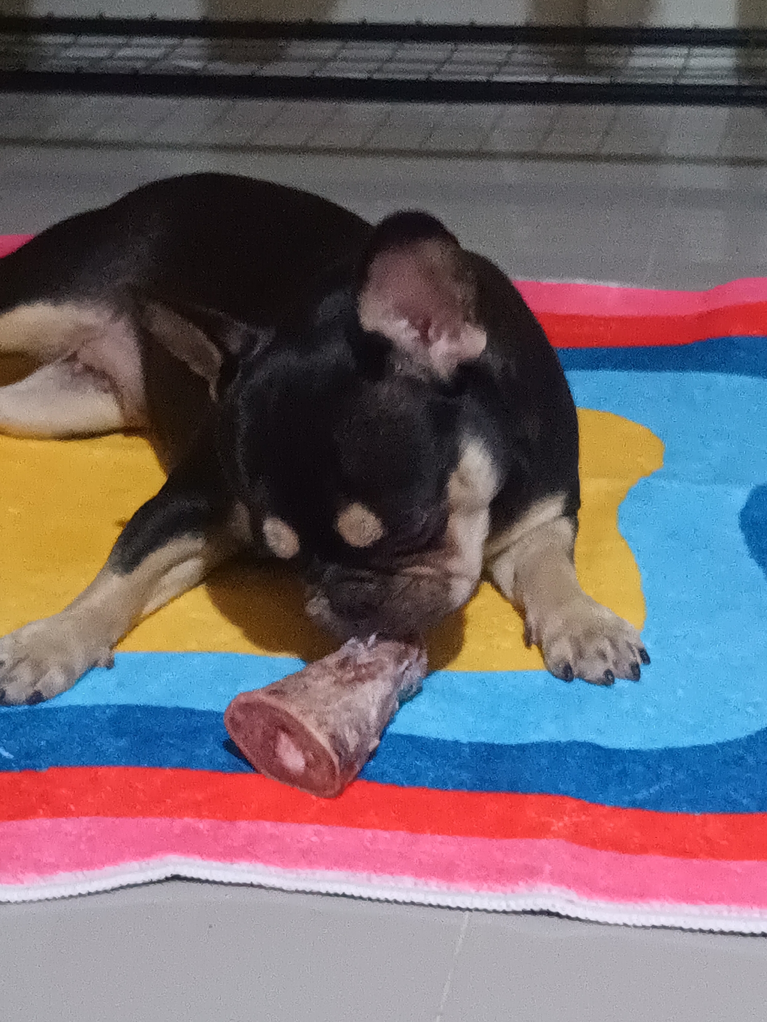 A black and tan French Bulldog-like dog is lying on a colorful striped towel with a bone in its mouth. The towel consists of alternating yellow, light blue, dark blue, red, and pink stripes. The dog is primarily black with tan legs and markings around its eyes. The bone is cut to expose the marrow. The scene appears to be indoors, likely in Ban Nong Khon, Thailand. The floor is a neutral grey color. A wire cage is visible in the background. The dog is focused on the bone.