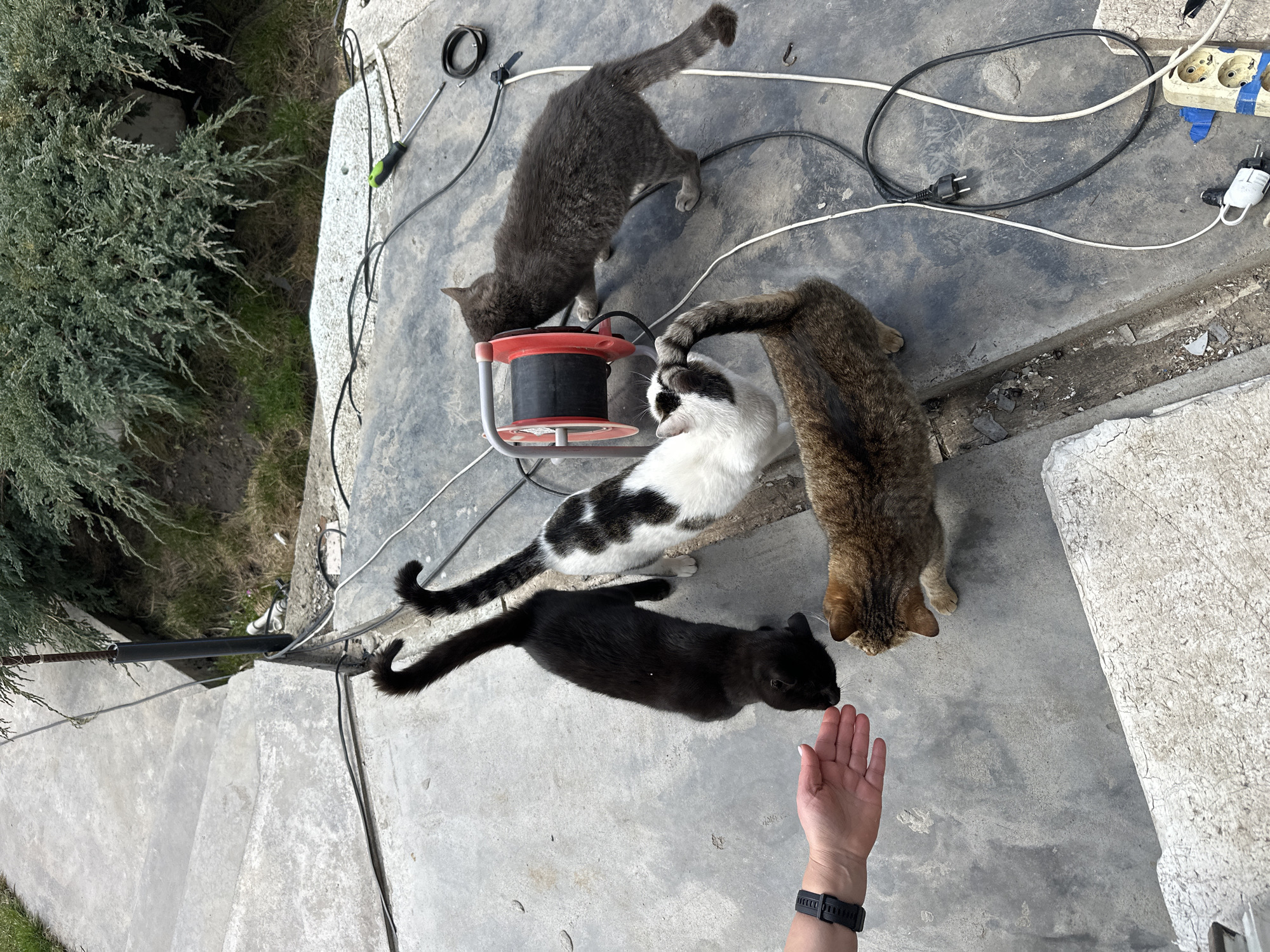Four cats of varying colors (grey, black, brown tabby, and white with black spots) surround a red and black cable reel on a concrete surface. An outstretched human hand is visible near the black cat. Electrical cords and a multi-socket adapter are scattered nearby. The location is outdoors, adjacent to vegetation. The city of Kursk, Russia is not discernible from the image.