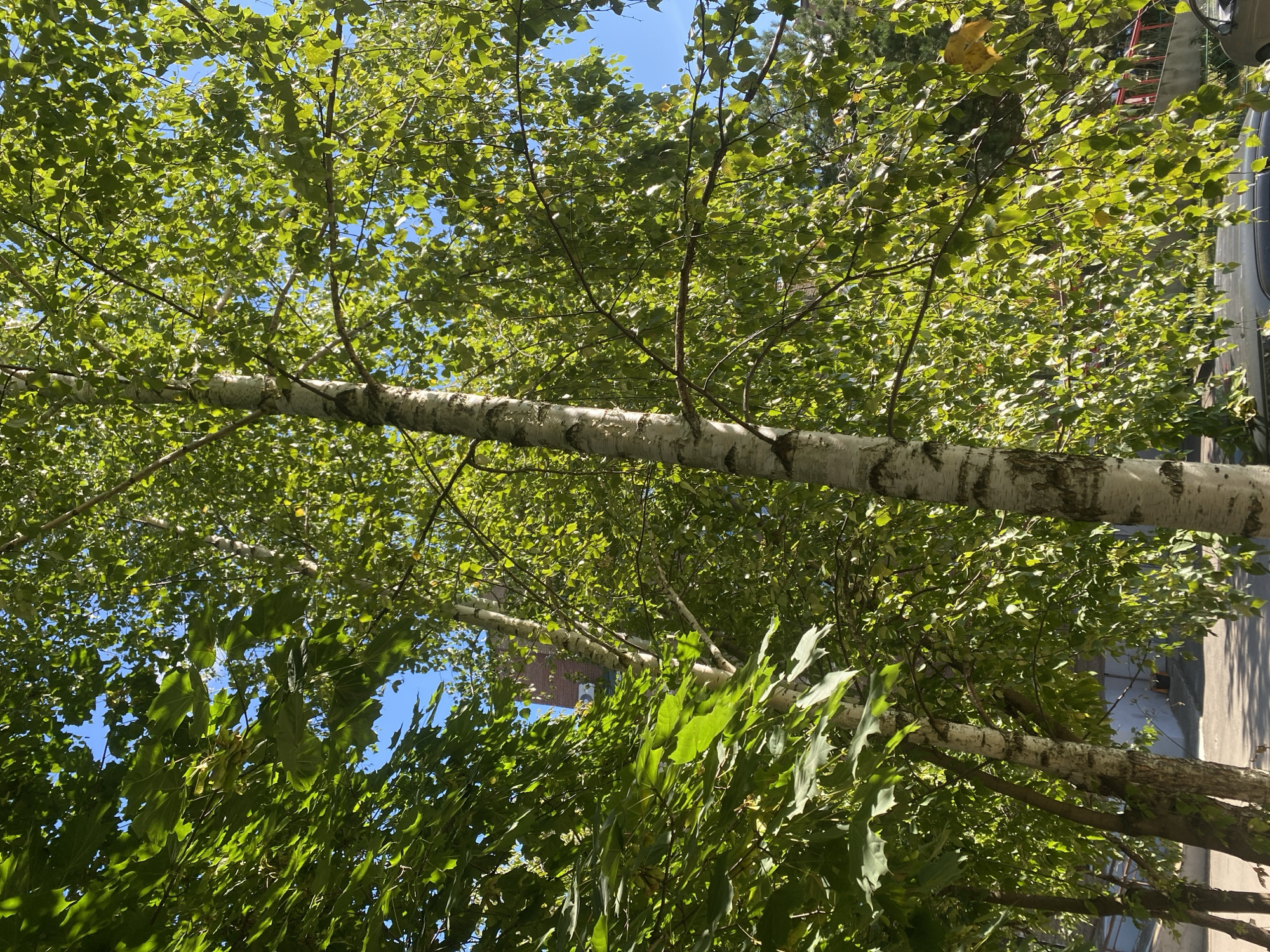 The image shows a view upwards towards trees and a building under a clear blue sky. In the foreground, the white bark of a birch tree is visible, with its branches and green leaves dominating the frame. To the left, large green leaves from another tree are also present. In the background, a brick building with visible windows can be seen through the foliage. A red roof structure and parts of cars are also discernible at the bottom of the image. The scene appears to be in a park or street area in the city of Ivanteyevka, Russia.