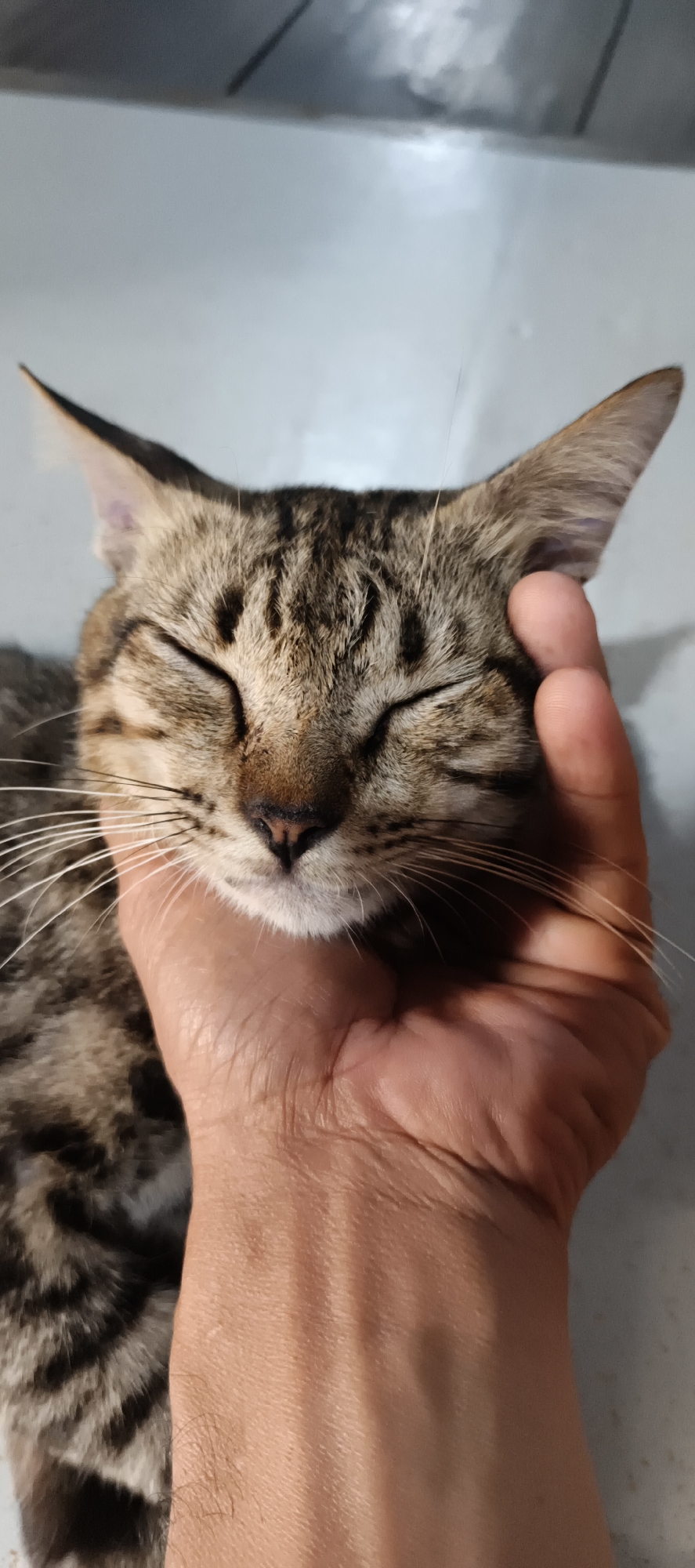 In Muaro Jambi, Indonesia, a close-up shot features a tabby cat with its eyes closed, appearing to be enjoying a gentle pat from a human hand. The cat's fur displays a pattern of brown and black stripes, and its whiskers are prominent. The human hand, with visible veins and skin texture, is positioned behind the cat's head, with fingers lightly touching its cheek and ear area. The background is out of focus, suggesting a simple, indoor environment. The lighting appears to be soft, creating a warm and serene atmosphere. The image captures a moment of affection and comfort between a human and a pet.