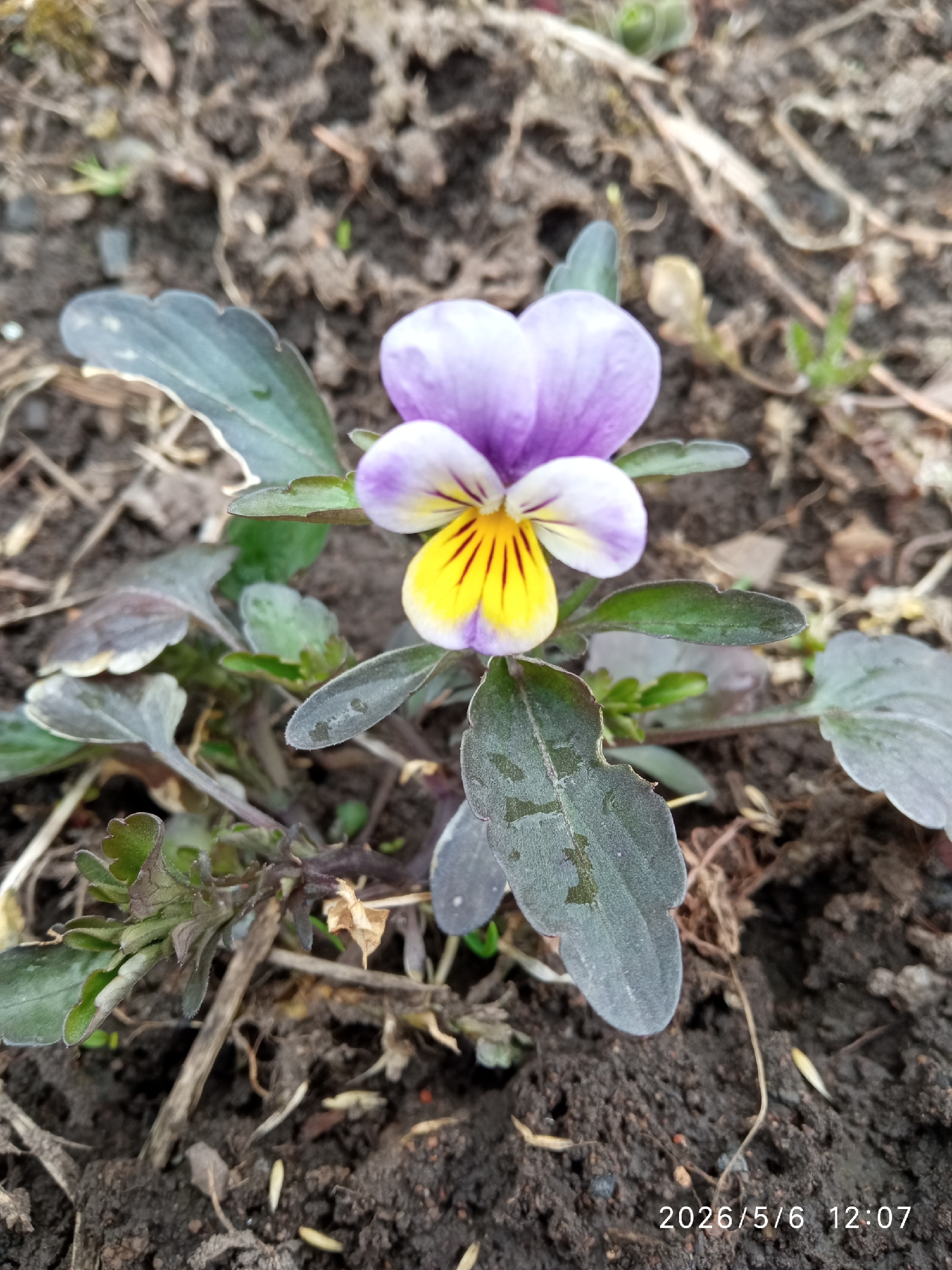 A close-up shot shows a single viola flower with purple and white petals and a yellow center with dark lines, growing in dark soil. The plant has green-grey leaves. The background is blurred soil. The date "2026/5/6 12:07" is printed in the lower right corner. The location is in the city of Сорокино (дачный Поселок) (манский), Russia.