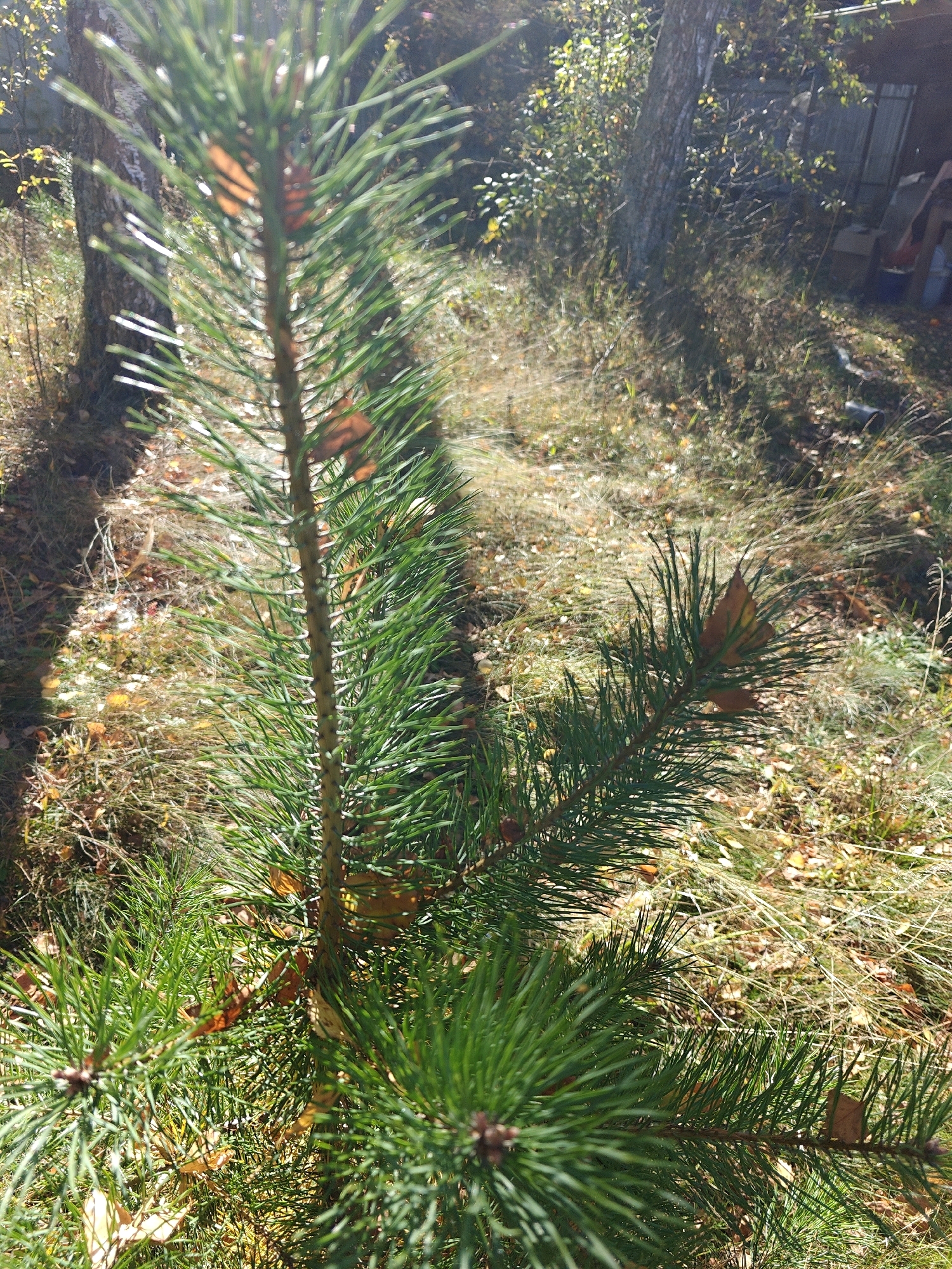 A young pine tree with green needles is positioned in the foreground, with some fallen brown leaves scattered amongst its branches and on the ground. Sunlight filters through the needles, creating bright highlights. In the background, a large tree trunk is visible, and further back, a rustic wooden structure, possibly a shed or outbuilding, can be seen. The environment appears to be a wooded or overgrown area, with dry grass and other vegetation. The overall scene suggests an outdoor setting in Trubino, Russia, possibly during autumn.