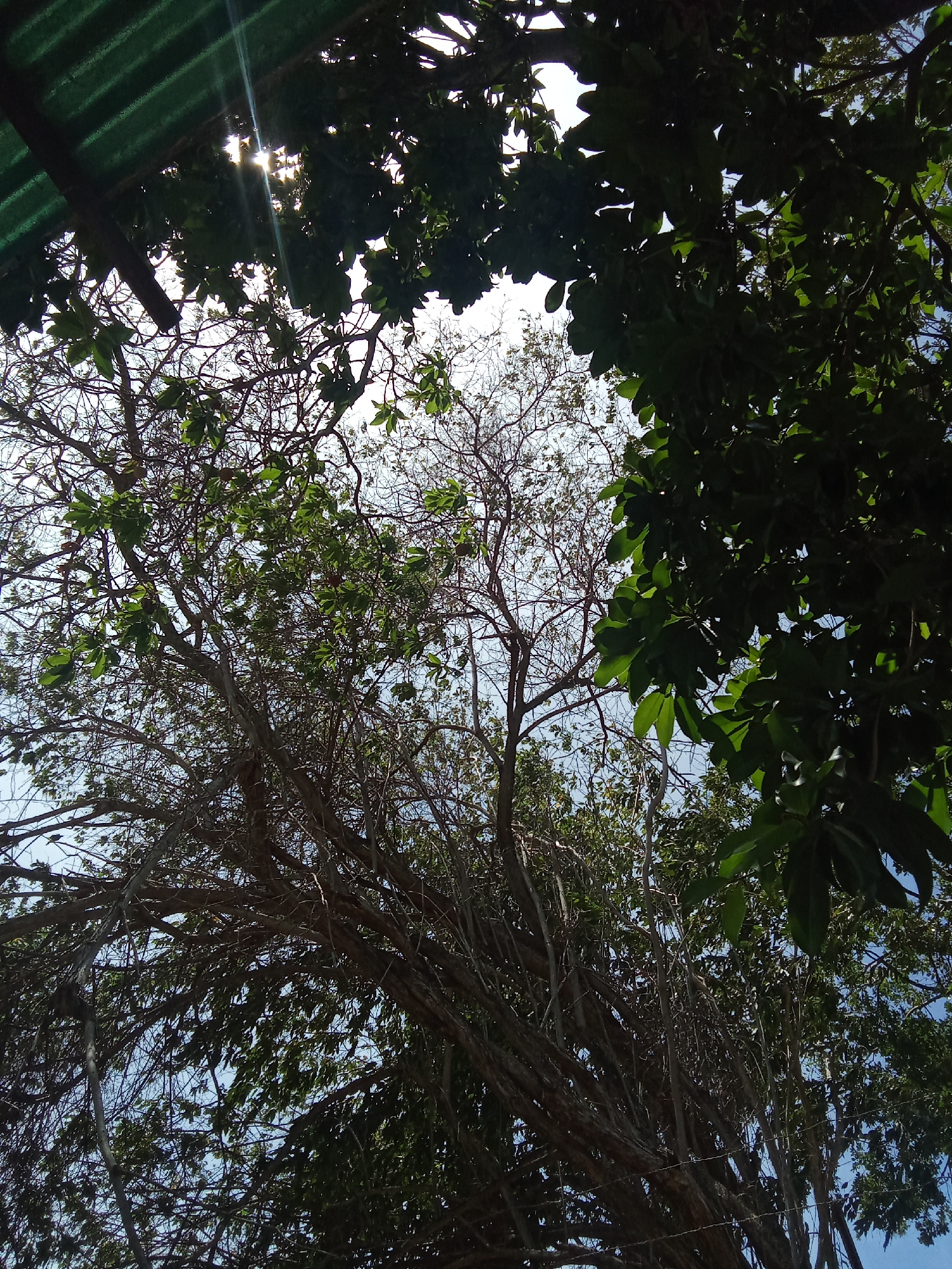The image shows a view looking upwards through trees towards the sky. Some branches are bare while others have green leaves. A green corrugated roof is visible in the upper left corner. The location is likely in Juan Griego, Venezuela, but there is no definitive evidence in the image itself to confirm this.