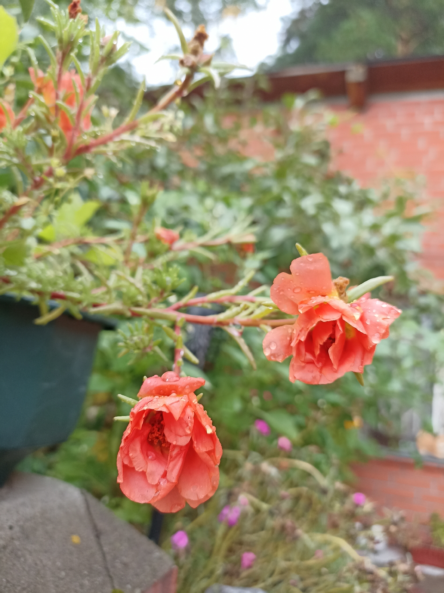 A close-up, eye-level, outdoor, full shot captures two partially opened, coral-colored flowers with water droplets on their petals. The flowers are positioned in the center-right of the frame, with one slightly higher than the other. They are attached to thin, reddish-green stems with narrow green leaves. In the background, out of focus, is a blurred expanse of green foliage and a portion of a red brick building with a brown wooden trim. To the left, a dark green planter is visible, partially obscuring a grey concrete surface. The lighting suggests an overcast day, and the presence of water droplets indicates recent rain or dew. The scene is set in a garden or an outdoor potted plant arrangement. There are no people or animals present.