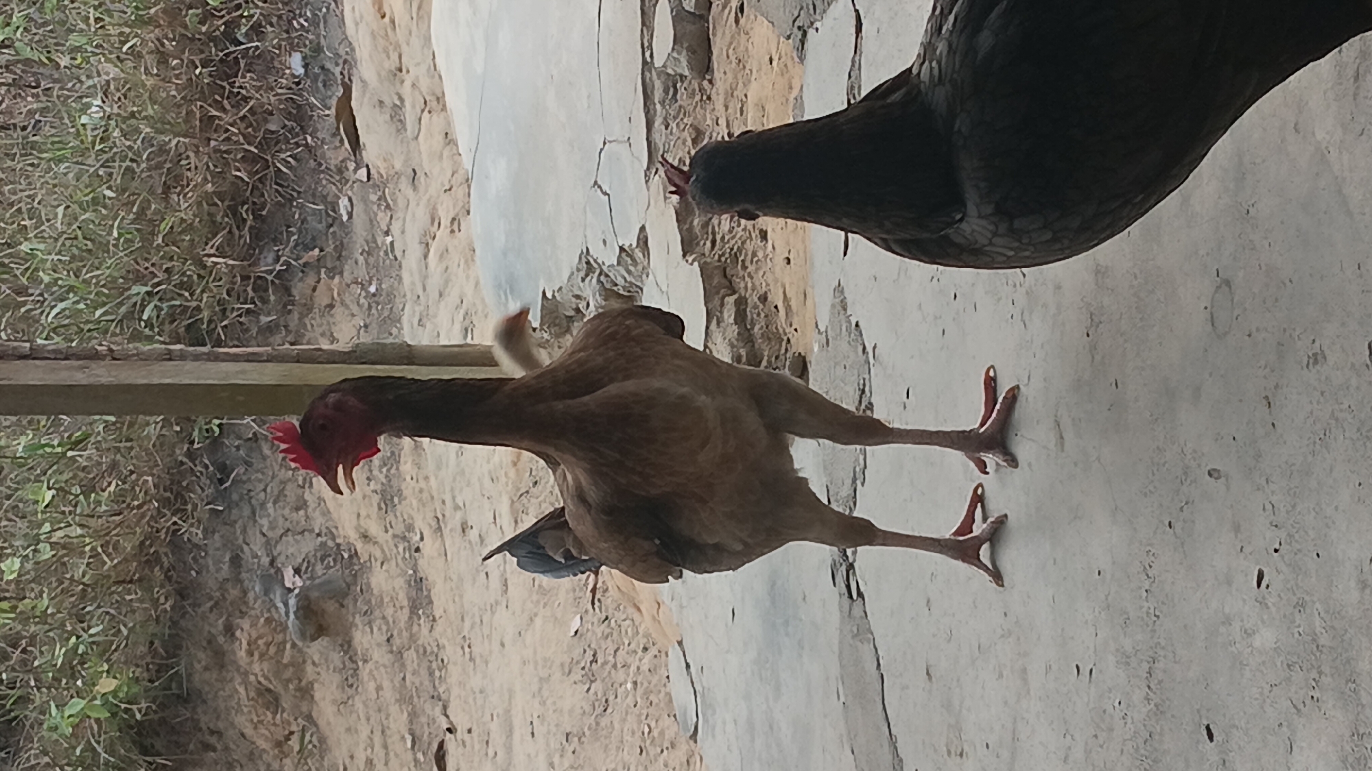 Two chickens are visible in the image, with a third chicken partially obscured. The foreground features a chicken with dark plumage, facing away from the camera and towards the other chickens. In the mid-ground, a lighter brown chicken stands facing left, with its head turned to the side and its beak open. Behind this chicken, a very small white chick is visible. The chickens are standing on a cracked concrete surface. The background consists of dirt and dry vegetation, with a wooden post supporting an overhang. The scene appears to be outdoors, likely in a rural or semi-rural setting.