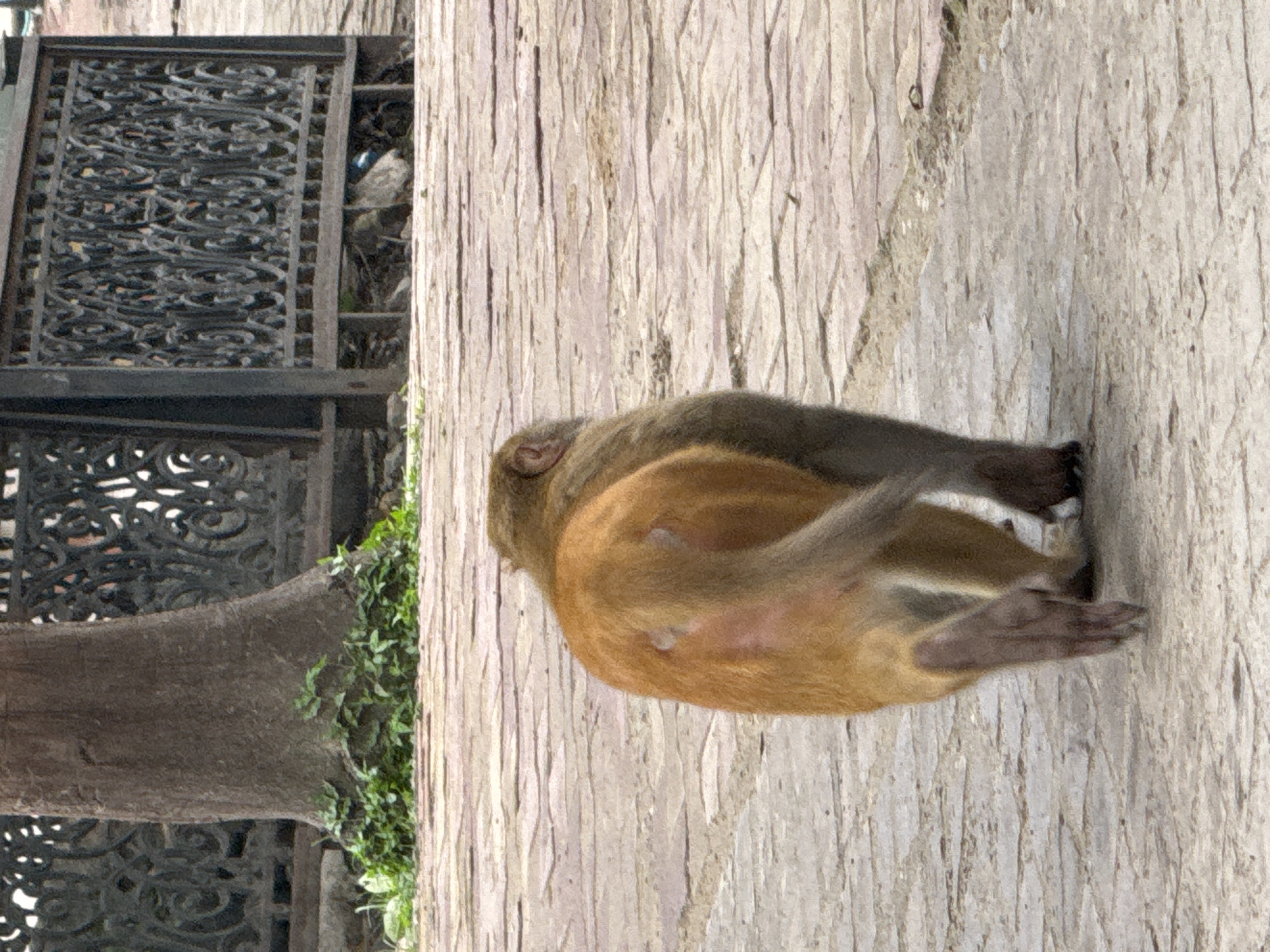 A single monkey with brown and grey fur is walking away from the camera on a paved pathway in Rishikesh, India. The monkey's hindquarters are a lighter brown, and its tail is mostly grey. The pathway is made of large, rectangular stone tiles. In the background, there is a large tree trunk to the left and an ornate black metal fence to the right. Some green vegetation is visible at the base of the tree and along the edge of the pathway. The fence has intricate scrollwork and appears to be guarding an area behind it. The overall scene suggests an outdoor urban environment in Rishikesh.