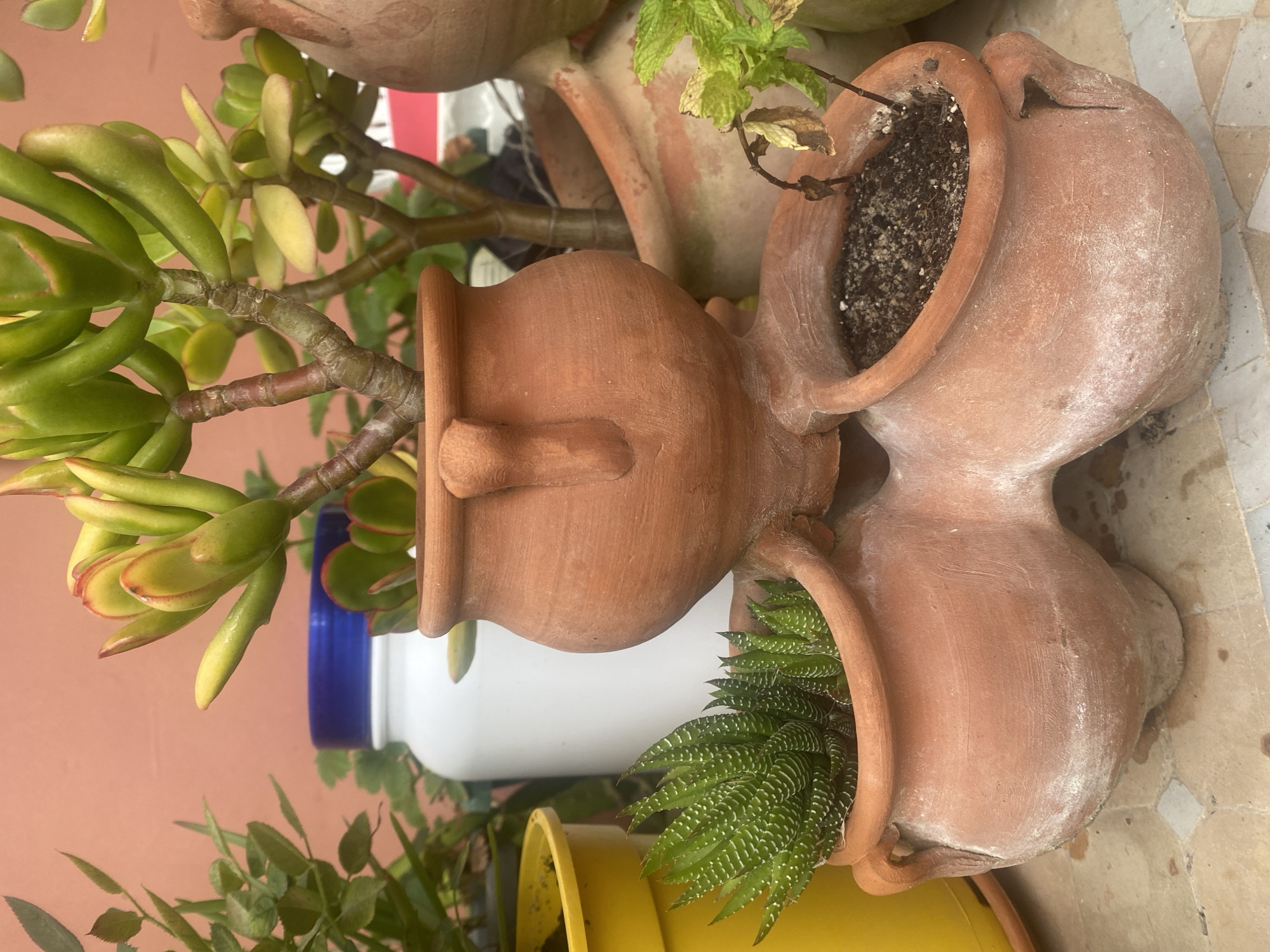 A close-up, high-angle shot captures an arrangement of terracotta planters holding various succulent plants. The primary subject is a tiered, multi-compartment terracotta planter, with one larger pot positioned above and two smaller pots below, arranged in a figure-eight configuration. The larger pot contains a jade plant with thick, fleshy green leaves tinged with red at the edges and a reddish-brown stem. The smaller pots hold different succulent varieties. The left lower pot contains a haworthia, characterized by its pointed, striped green leaves. The right lower pot is filled with soil and a dried, withered mint plant.
The planters exhibit a weathered appearance with white mineral deposits, suggesting they have been exposed to the elements. Behind the terracotta planters, a large white plastic container with a blue lid is visible. To the far left, a yellow plastic pot holds some greenery. The background consists of a textured coral-pink wall. The planters sit on a tiled surface with a geometric pattern of squares and diamonds in beige and off-white tones.
The image is composed with a shallow depth of field, blurring the background and focusing attention on the planters and their contents. The lighting appears to be natural, casting soft shadows. No people are present in the scene. The overall impression is of a carefully arranged collection of plants in a garden or patio setting. The location is described as Resinera-voladilla, Spain, though no specific visual cues within the image confirm this precise location.