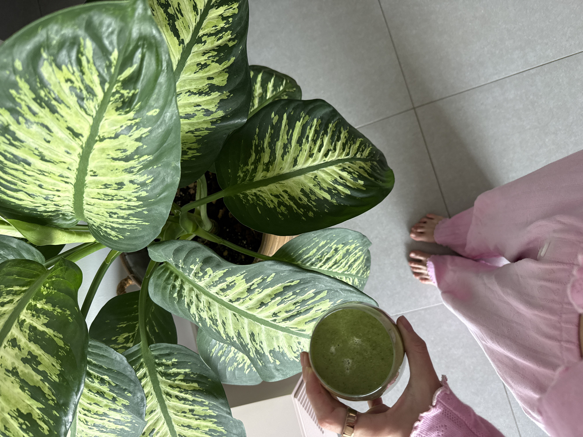 A high-angle shot in Ramat Gan, Israel features a person holding a glass of green smoothie next to a potted Dieffenbachia plant. The person, wearing pink pajamas, stands on a tiled floor. Their feet are visible. The plant's large, variegated leaves are the focal point of the left side of the image. The green smoothie in a clear glass is held in the person's hand, with a gold ring visible. The tiled floor is neutral in color.