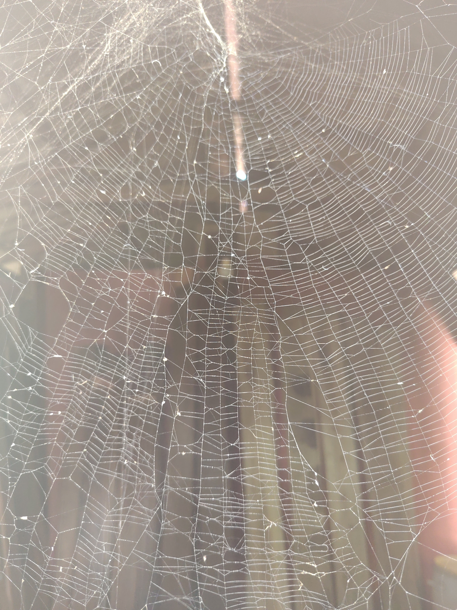 A close-up shot captures an intricate spiderweb, brilliantly illuminated and filling the entire frame. The delicate, translucent silk strands of the web are sharply in focus, sparkling as they catch and reflect bright light. Tiny glints, possibly from dew drops or dust particles, are visible along many of the threads, highlighting their fine structure.
The web features a complex, somewhat irregular pattern of radial spokes and spiral-like capture threads. Its organic, hand-woven appearance contrasts with the blurred background. The background consists of soft, out-of-focus shapes and muted colors, primarily tones of light brown, grey, and a reddish-orange hue on the right side. Vague vertical and horizontal elements suggest a distant structure, possibly a wooden wall, fence, or part of a building. A distinct bright vertical streak appears near the top center, likely a sunbeam or a reflection.
The strong backlighting indicates that the photograph was taken during either the early morning or late afternoon, with the sun low in the sky. The lighting emphasizes the web's fragility and natural artistry. There are no visible people, animals (other than the implied spider), or any text within the image.