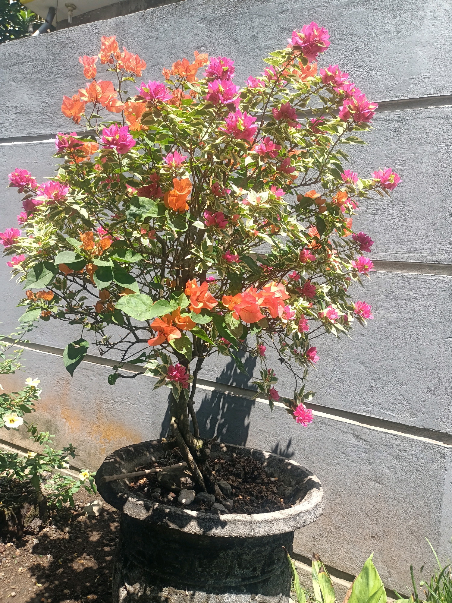 A potted bougainvillea plant with variegated leaves and bright pink and orange bracts is positioned in front of a textured gray wall in Trenggalek, Indonesia. The plant is in a weathered, dark gray concrete pot filled with soil and small stones. Sunlight casts shadows on the wall and the ground. To the left of the main plant, a smaller pot holds a plant with yellow flowers. The scene appears to be an outdoor setting, possibly a garden or patio.