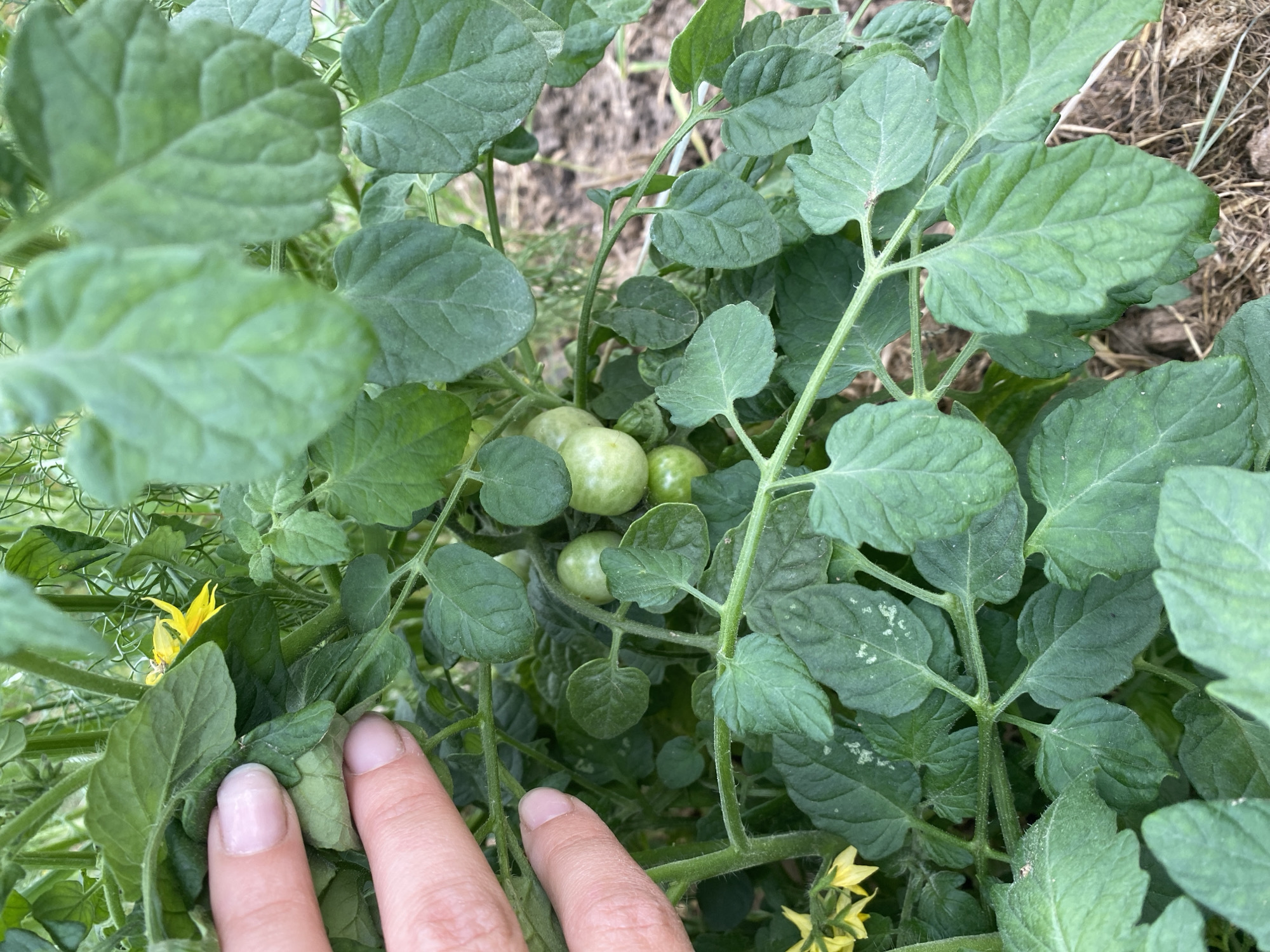 A close-up shot shows a person's hand with light skin and painted fingernails gently touching the leaves of a tomato plant. The plant is in a garden, with green leaves and small, unripe green tomatoes visible. A few yellow flowers are also present. The background consists of dirt and dry plant material.
