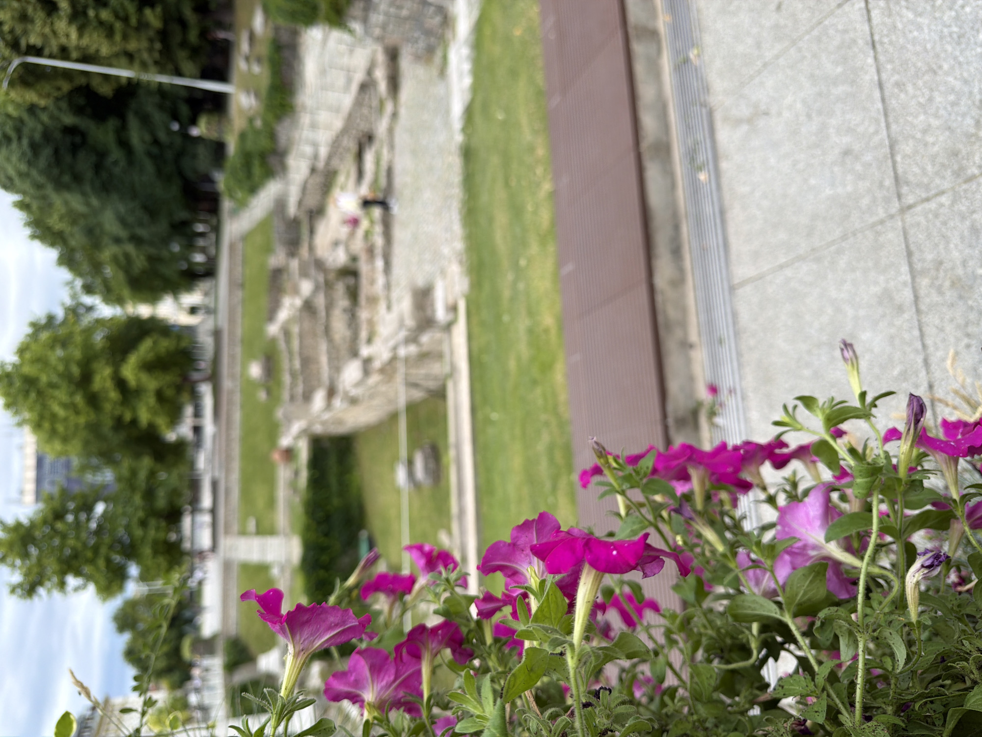 In Plovdiv, Bulgaria, on a cloudy day, a foreground of vibrant pink petunias in a hanging basket is in sharp focus. Beyond the flowers, the background is blurred and depicts the ancient Roman Stadium of Philippopolis. The ruins of the stadium, with their stone structures and grassy areas, are visible. Two individuals are present, one person walking and another partially visible in the distance. Trees and buildings form the backdrop of the cityscape. A brown, slatted bench is positioned between the foreground and the ruins, and a grey paved walkway is in the lower right corner.