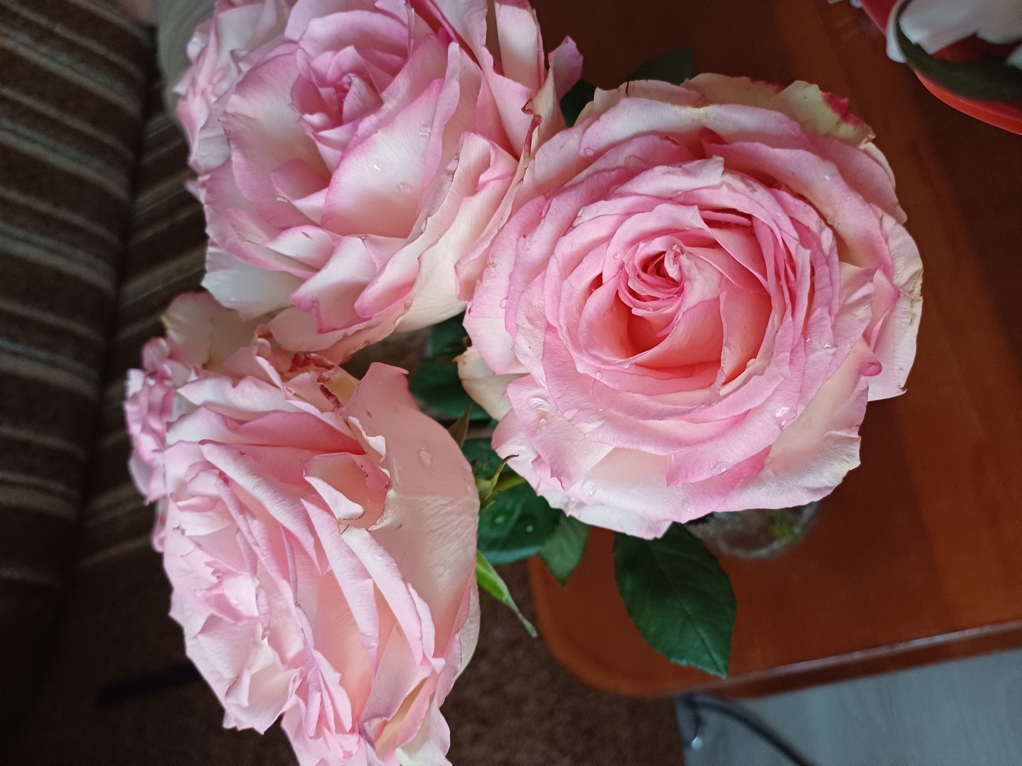The image shows a close-up, overhead view of a bouquet of three light pink roses. The roses are in full bloom and have delicate, layered petals. Some of the petals have a darker pink edge. Small water droplets are visible on the petals, suggesting they may have been recently misted or watered.
The roses are arranged in a clear vase, which is partially visible at the bottom right of the frame. The vase is placed on a polished wooden surface, likely a table, which is a warm brown color. In the background, to the left, a striped fabric is visible, which appears to be upholstery from a couch or chair. The lighting suggests an indoor setting, possibly in the daytime given the natural light illuminating the flowers.
The overall mood of the image is serene and elegant, emphasizing the natural beauty of the roses. There is no visible text in the image.