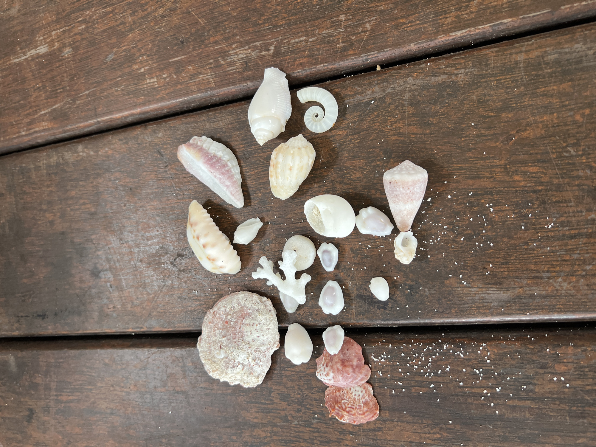 The image shows a collection of seashells and a small piece of coral arranged on a dark wooden surface. The seashells vary in size, shape, and color, ranging from white and beige to pink and brown. Some of the shells are intact, while others are broken or fragmented. The scene appears to be a display or arrangement of the collected objects. The location in the city is Unknown, Unknown.