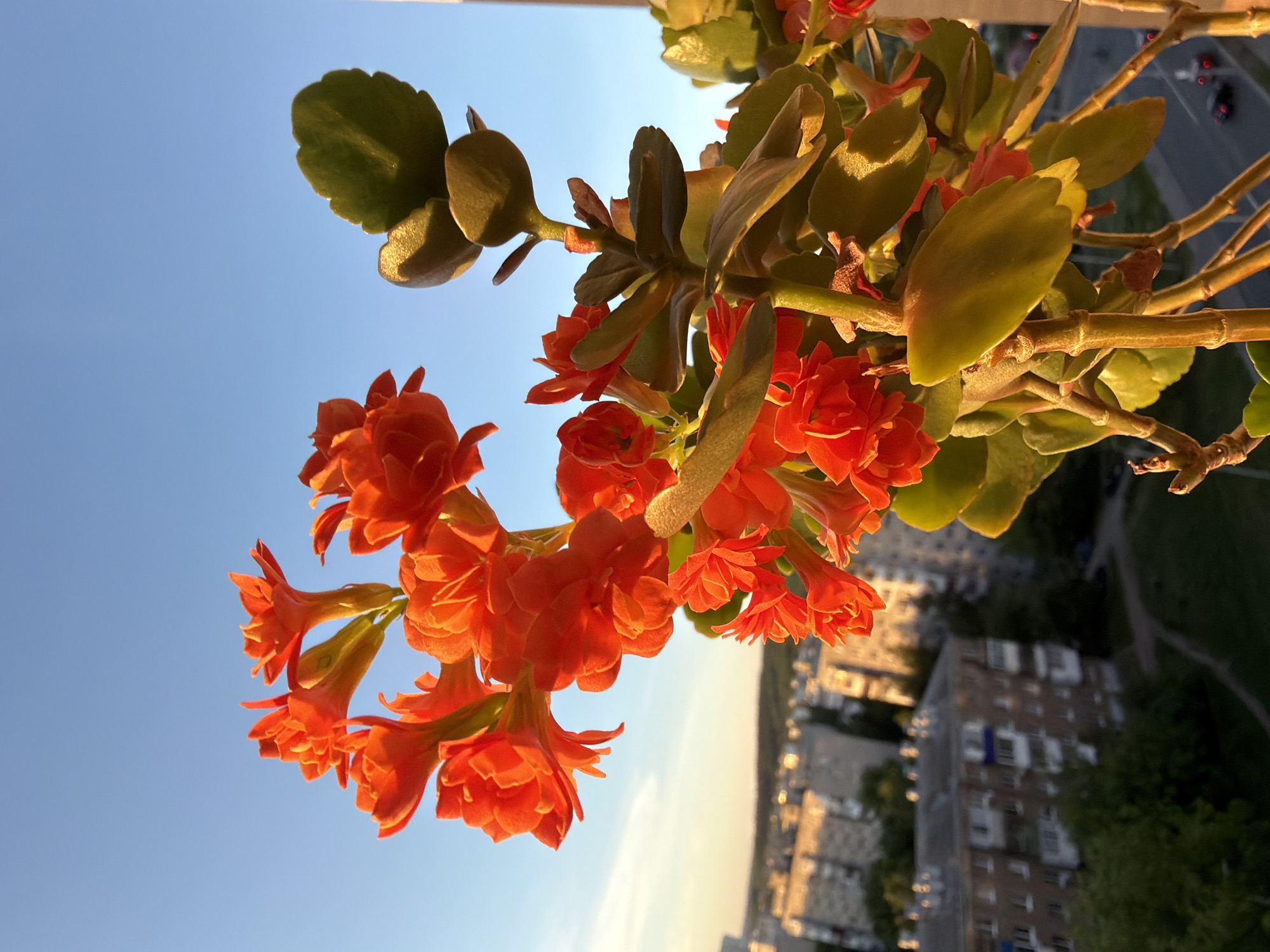 Here is a detailed description of the image:
**General Description:**
The image shows a close-up of a flowering plant with orange blossoms against a backdrop of a city skyline and a clear blue sky. The plant is positioned in the foreground, with the city visible in the distance, suggesting the photograph was taken from a high vantage point, possibly a balcony or a high-rise building.
**Specific Details:**
* **Plant:** The plant has dark green, succulent-like leaves and clusters of small, bright orange flowers. The blooms are closely packed together and show details such as the petal structure and the stems that support the flowers.
* **Sky:** The sky is a clear, gradient blue, which indicates daylight. The color suggests either morning or late afternoon light.
* **Cityscape:** In the background, there is a cityscape with buildings of varying heights and architectural styles. There are residential buildings with visible windows.
* **Lighting:** The lighting seems to come from the left, creating shadows and highlights on the plant and buildings.
* **Angle:** The image is taken from a slightly upward angle, emphasizing the flowers against the sky.
**Location:**
The location is a city, with dense urban development. The specific city is unidentified from the image.
There are no people evident in the scene.