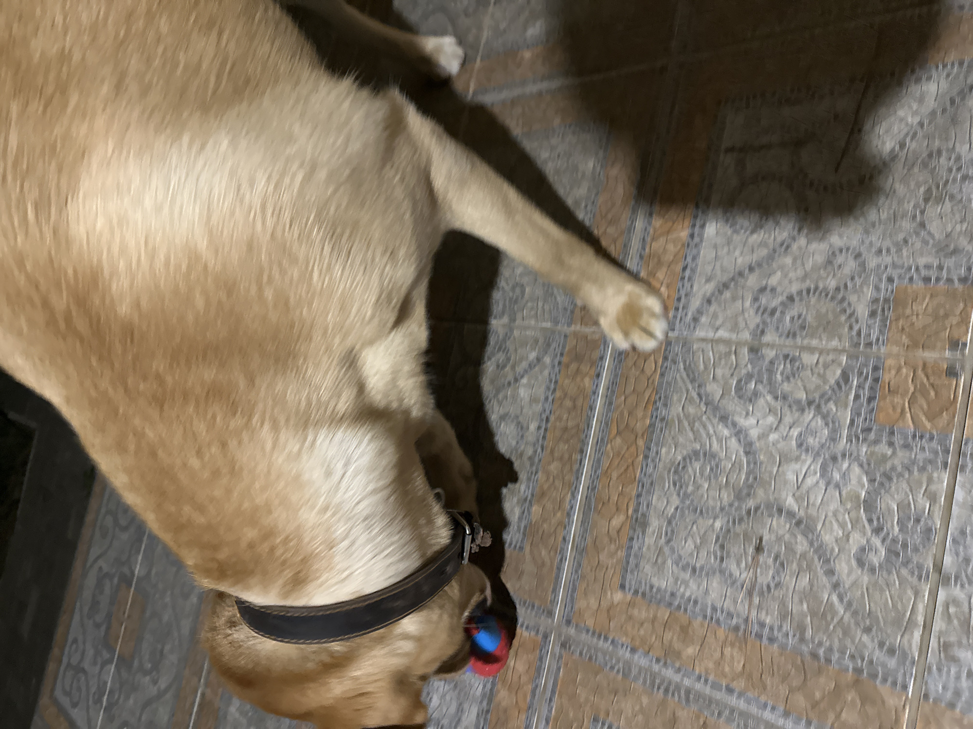 A light brown Labrador Retriever dog is on a tiled floor, playing with a red and blue ball. The dog is wearing a dark brown collar. The floor has a pattern of alternating brown and grey square tiles. The scene appears to be outdoors or in an open area with a dark background. The image was taken in Sochi, Russia.