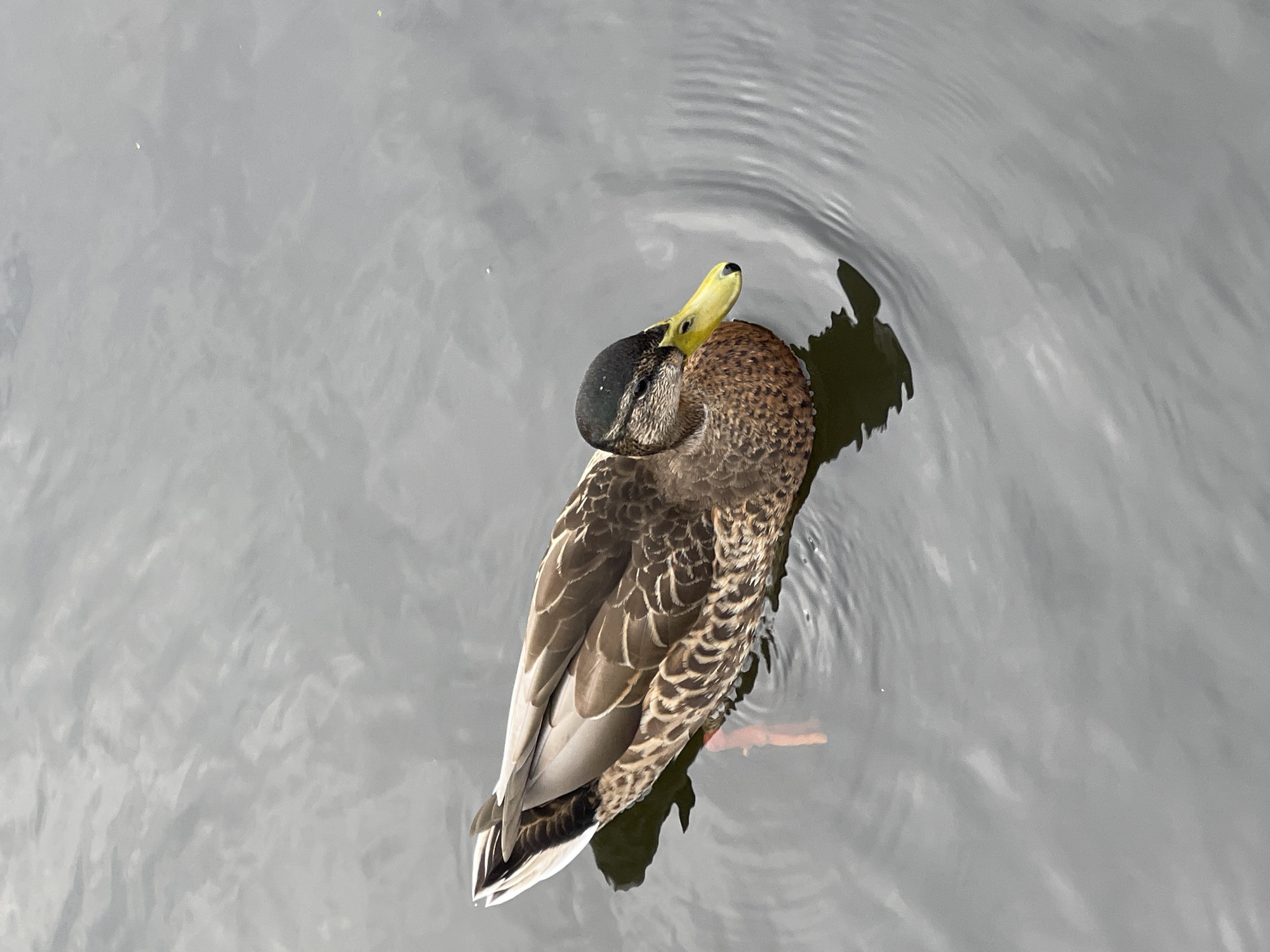 A lone duck is swimming on a body of water. The duck is facing towards the right of the frame, with its head slightly lowered. Its plumage is a mix of brown, black, and white. The duck's beak is yellow with a black tip. Its feet, partially visible, are orange. The water is dark gray with subtle ripples, reflecting the overcast sky. The background is a blurred expanse of water. The image does not contain any specific landmarks or context to indicate its location within Zelenogradsk, Russia.
