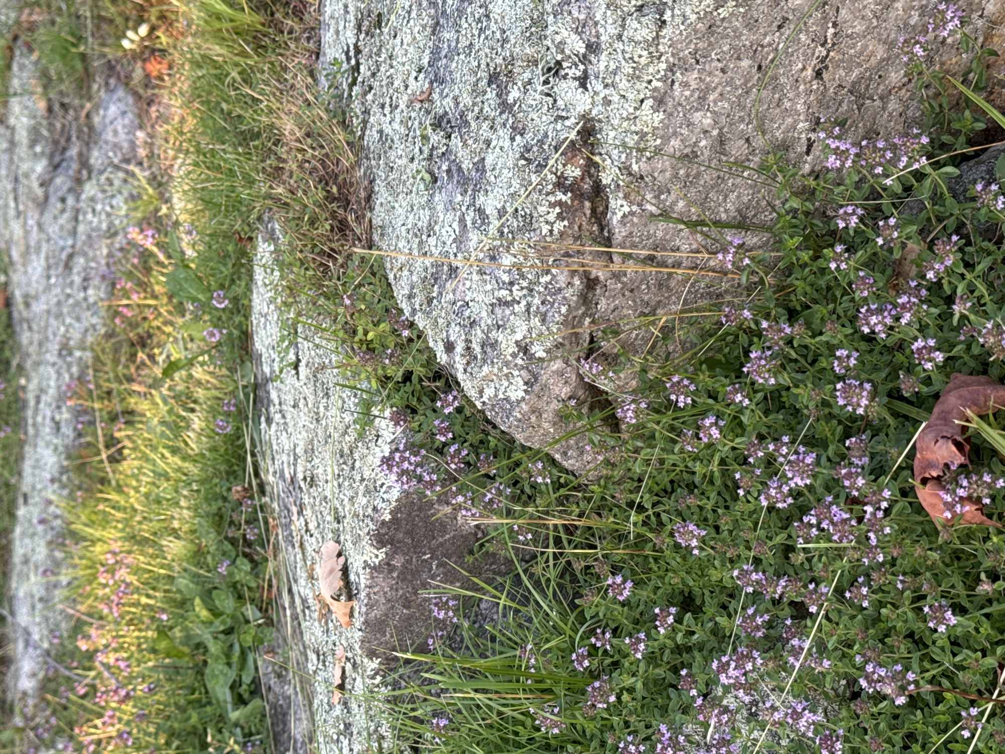 The image shows a patch of low-growing thyme with small purple flowers, interspersed with grass and dry leaves, growing around and between large, lichen-covered rocks. The scene appears to be an outdoor natural setting, possibly a park or a rocky trail. There are no people or animals visible in the image, nor any indication of specific actions or interactions. The environment suggests a temperate climate, with some areas of dappled sunlight and shadows. The location is identified as Chelsea, Canada.