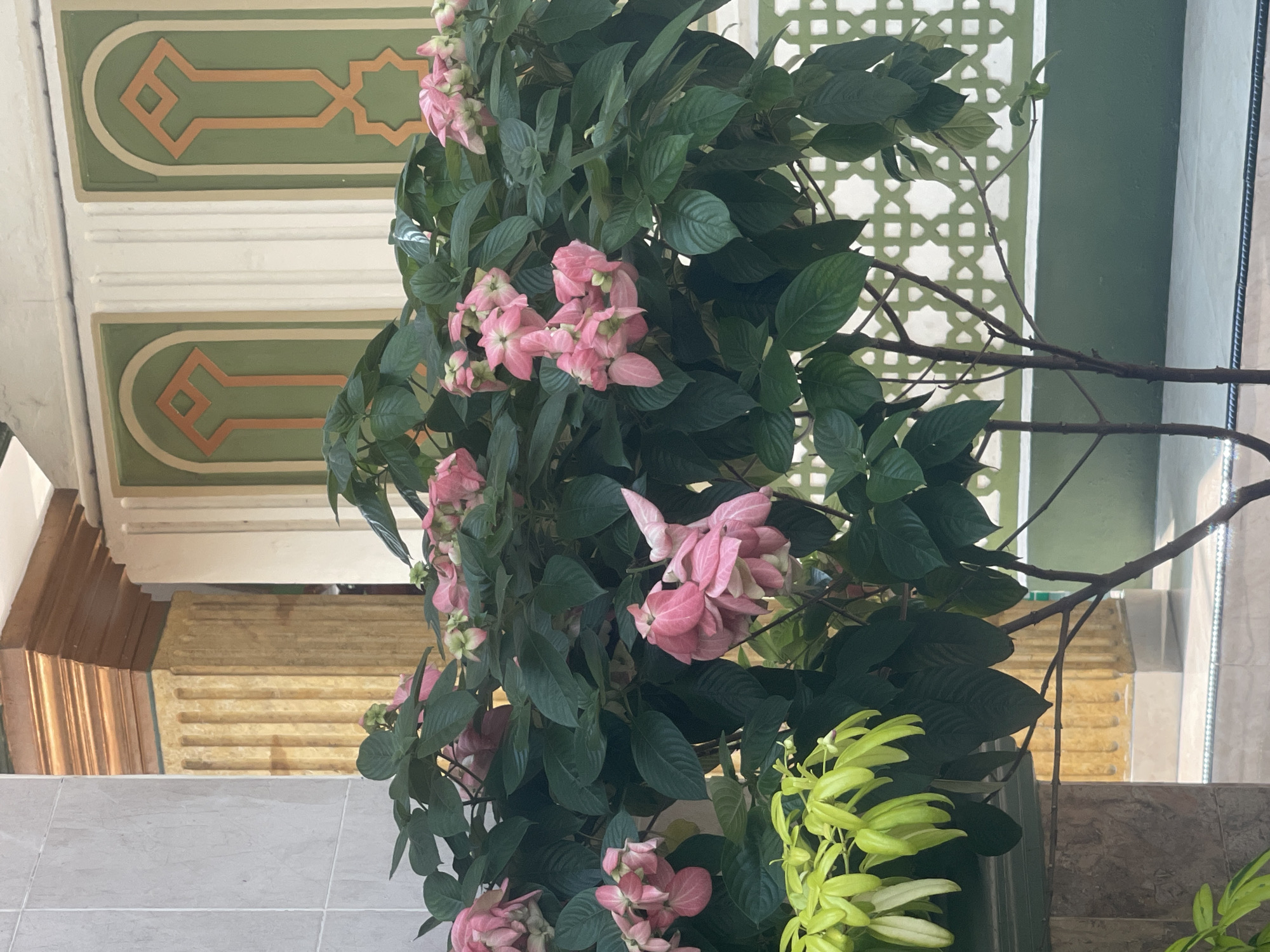 In South Jakarta, Indonesia, a potted plant with lush green leaves and clusters of pink flowers is situated in front of a decorative wall. The wall features a repeating geometric pattern in green and cream colors, with orange accents. To the left of the plant, a textured column with a wooden top and a light gray tiled wall are visible. The ground appears to be paved with light-colored tiles. The overall scene suggests an outdoor or semi-outdoor setting, possibly a garden or patio area.